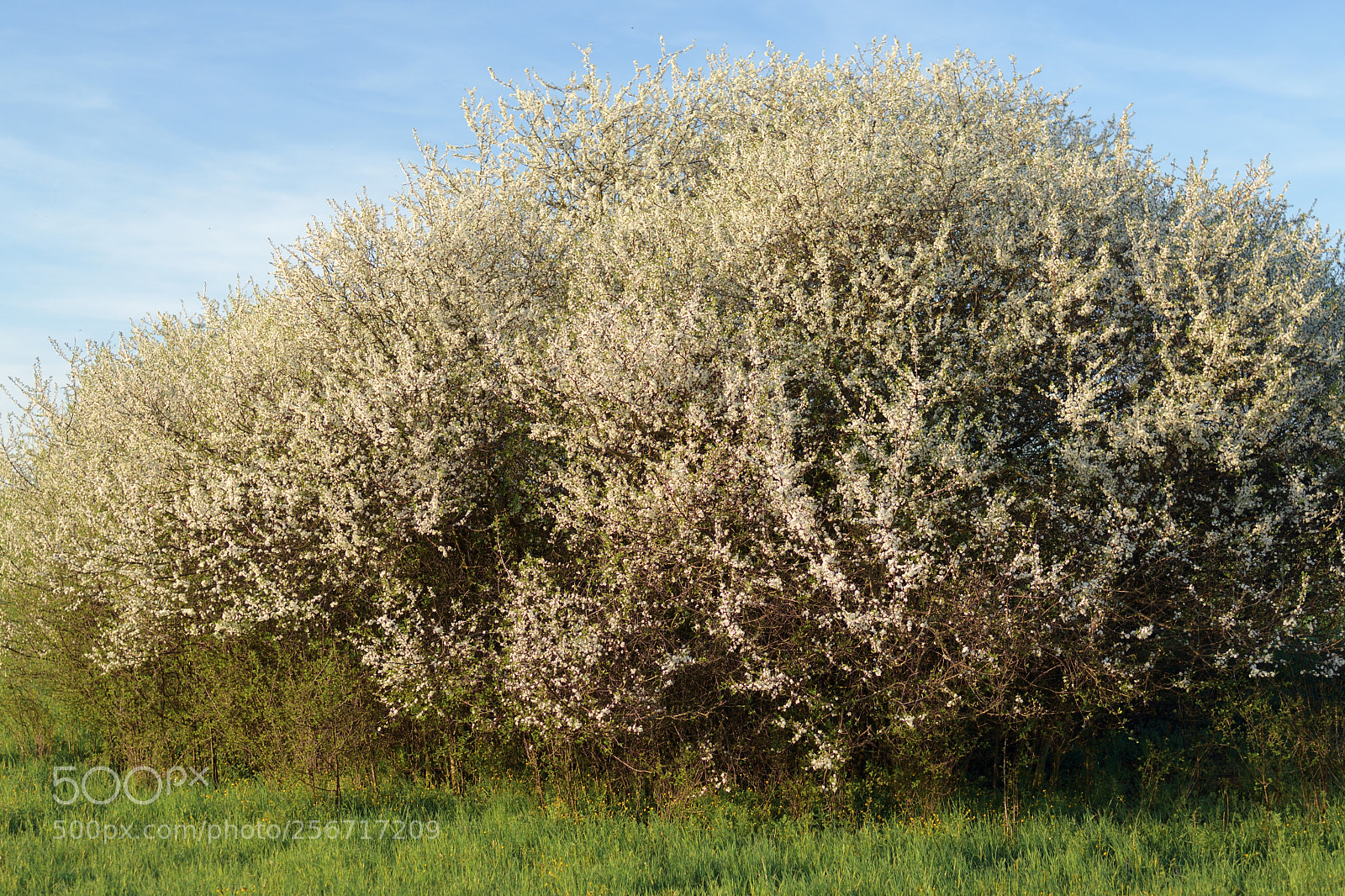 Nikon D7500 sample photo. Big blooming blob photography