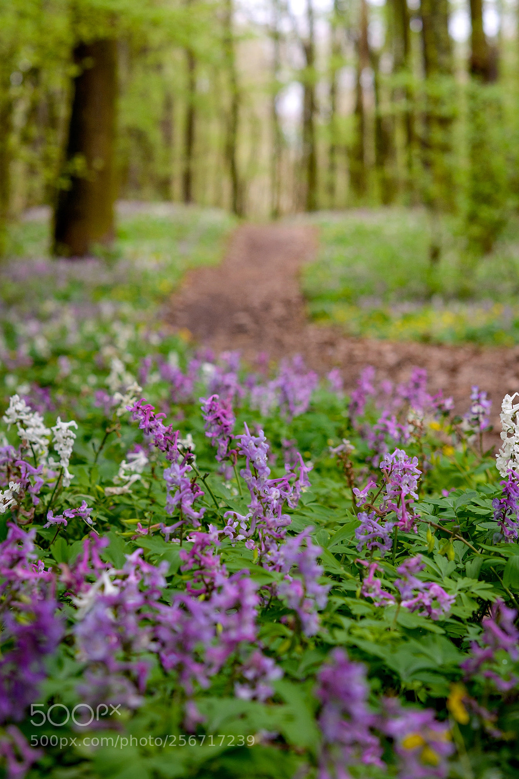 Nikon D7100 sample photo. Springtime in czech republic photography