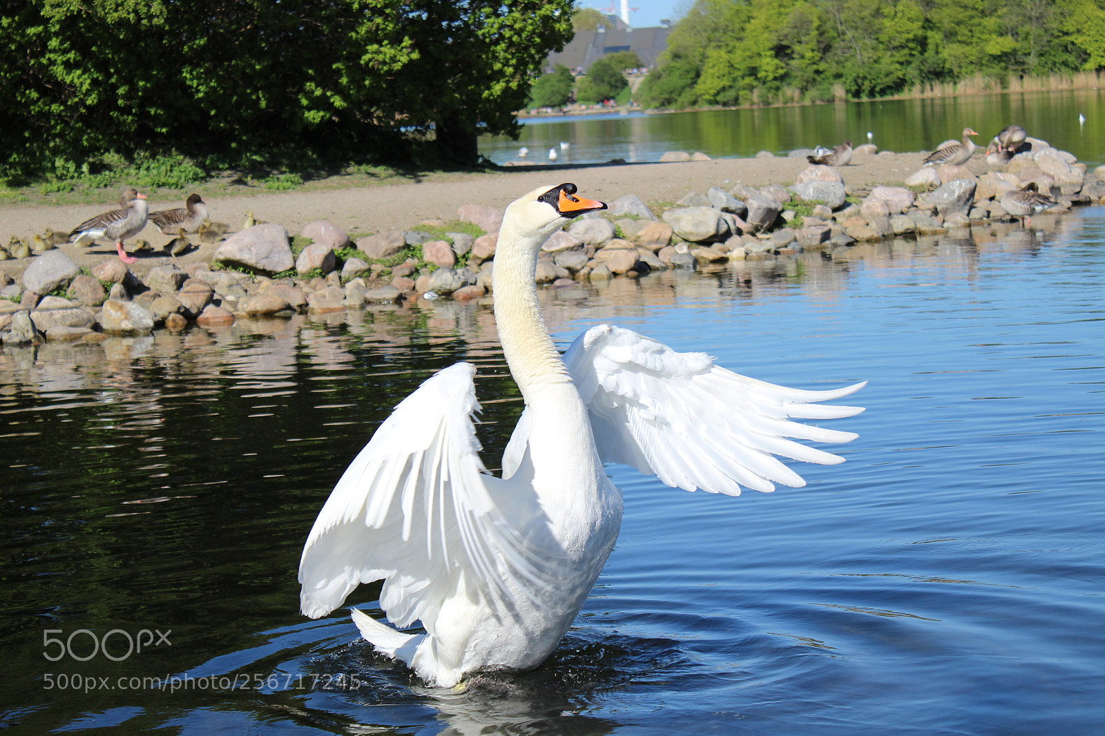 Canon EOS 1300D (EOS Rebel T6 / EOS Kiss X80) sample photo. Swan (on a) lake photography