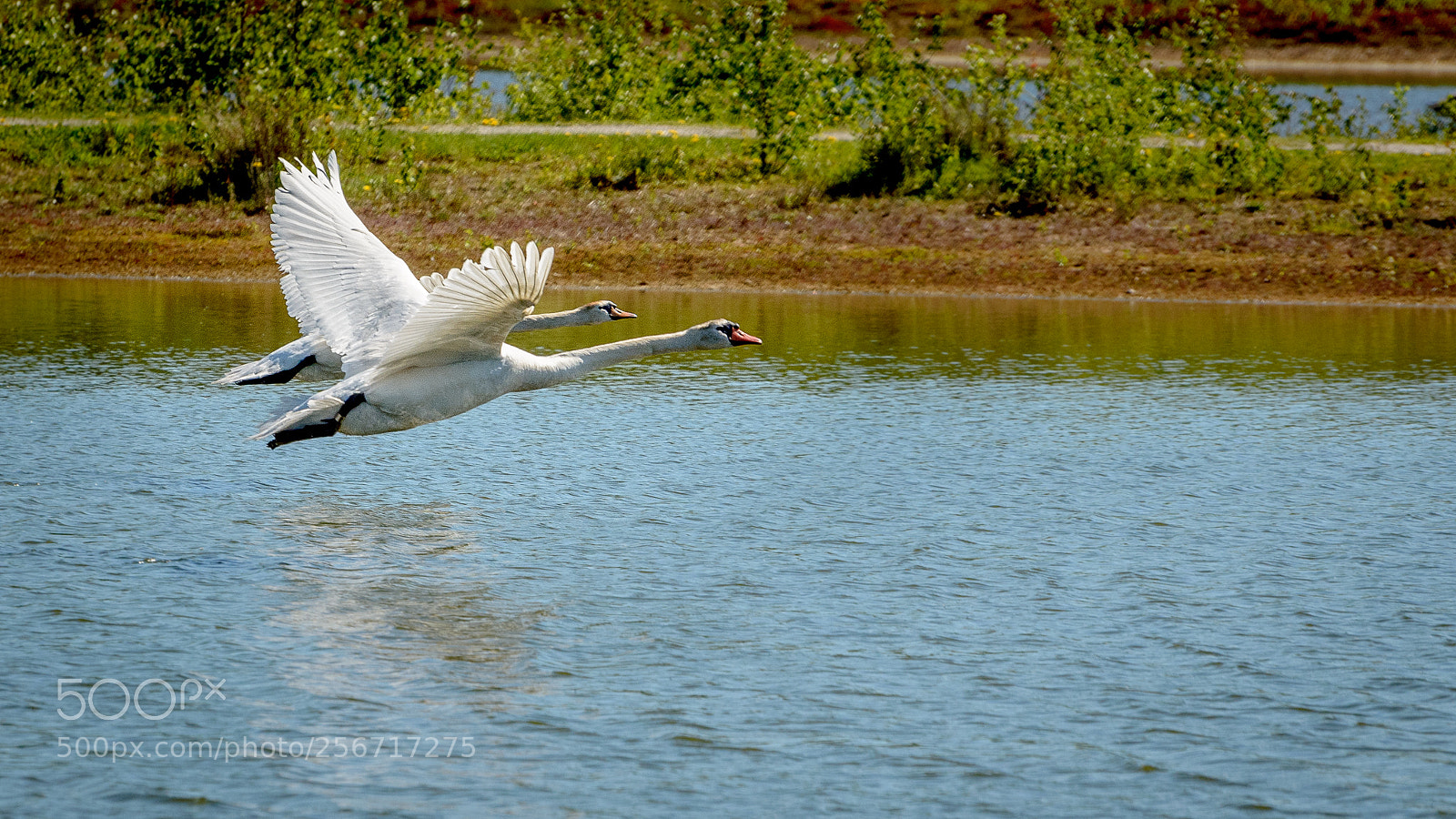 Nikon D5100 sample photo. Synchronicity photography