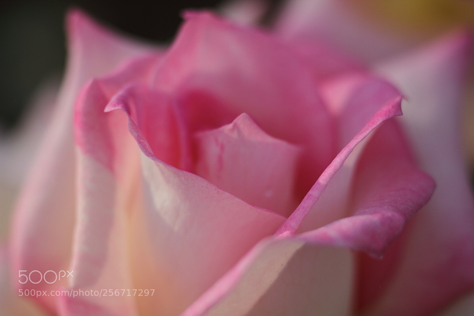 Canon EOS 7D + Canon EF 50mm F1.8 II sample photo. Like origami photography