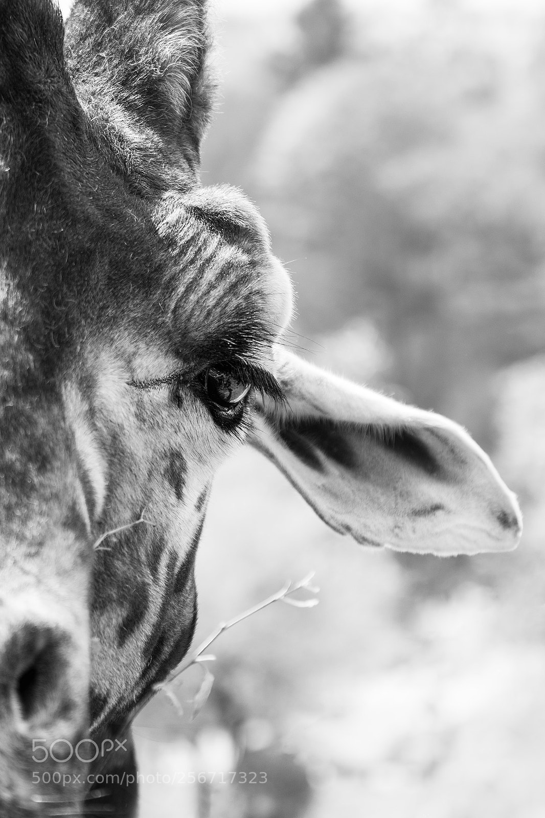 Nikon D7100 sample photo. Giraffe photography