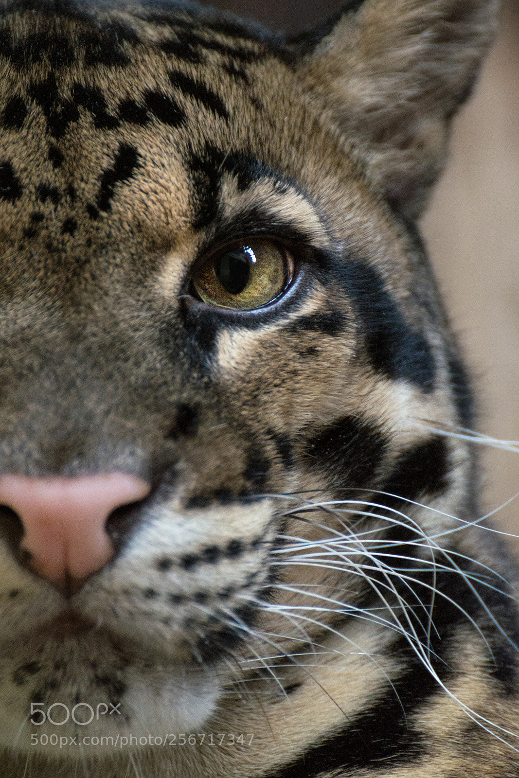 Nikon D3200 sample photo. Clouded leopard photography