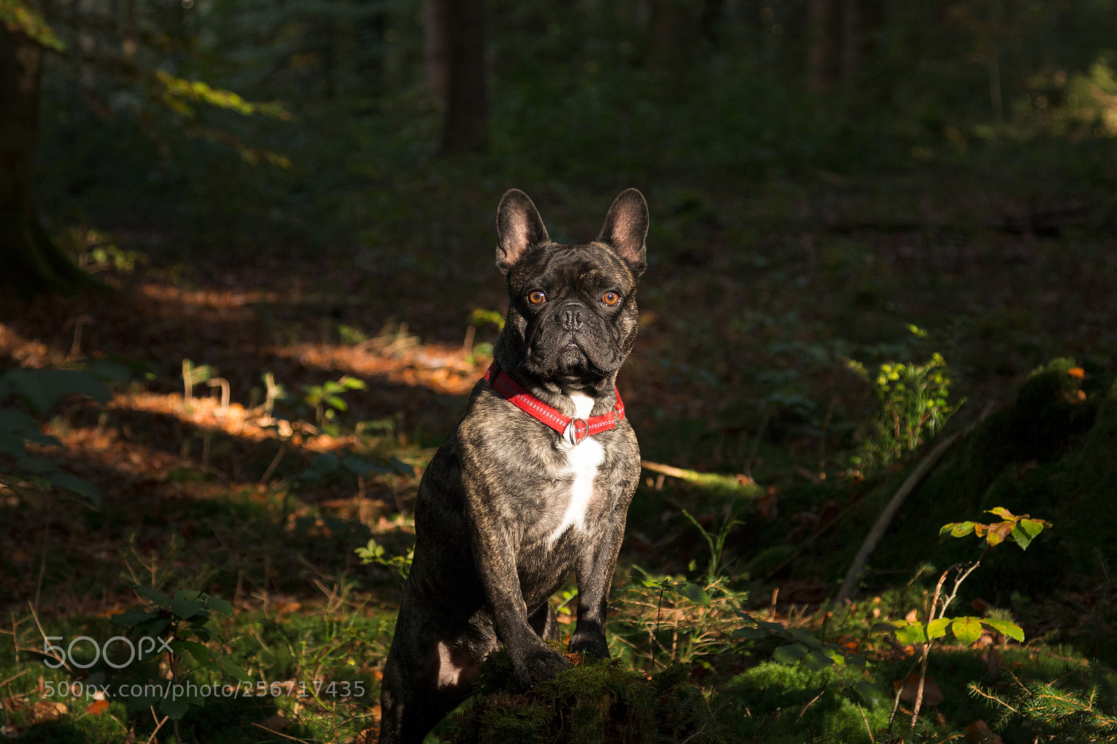 Canon EOS 70D sample photo. French bulldog photography
