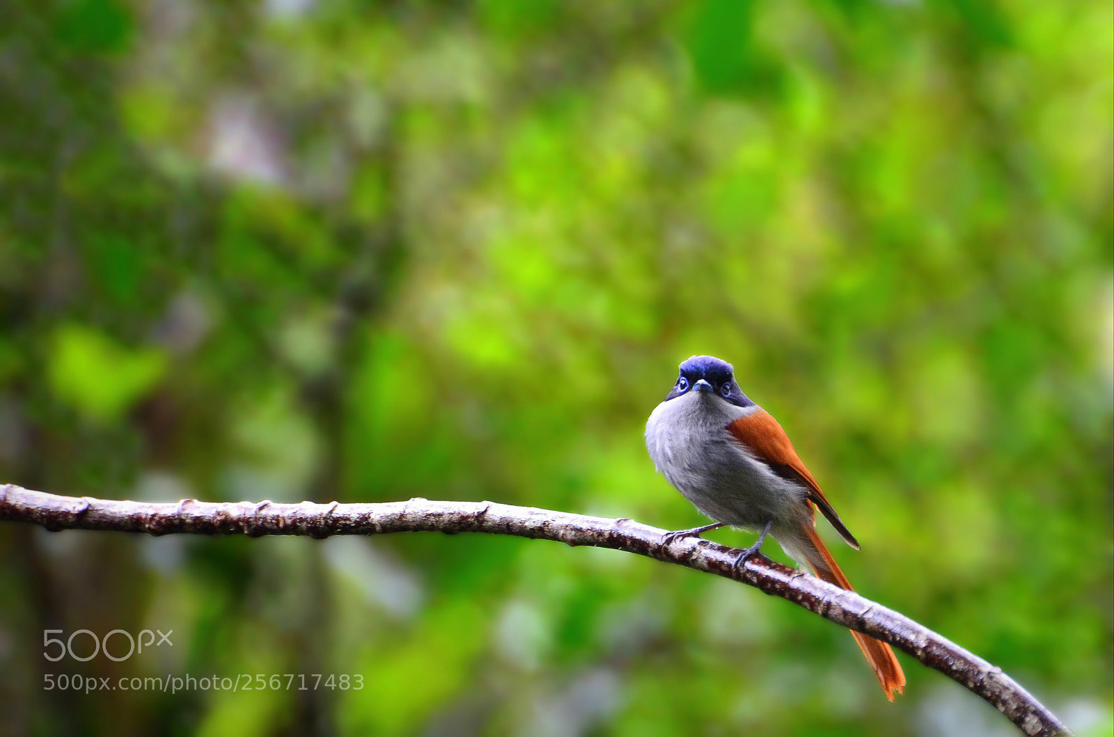 Nikon D5100 sample photo. Mascarene paradise flycatcher photography