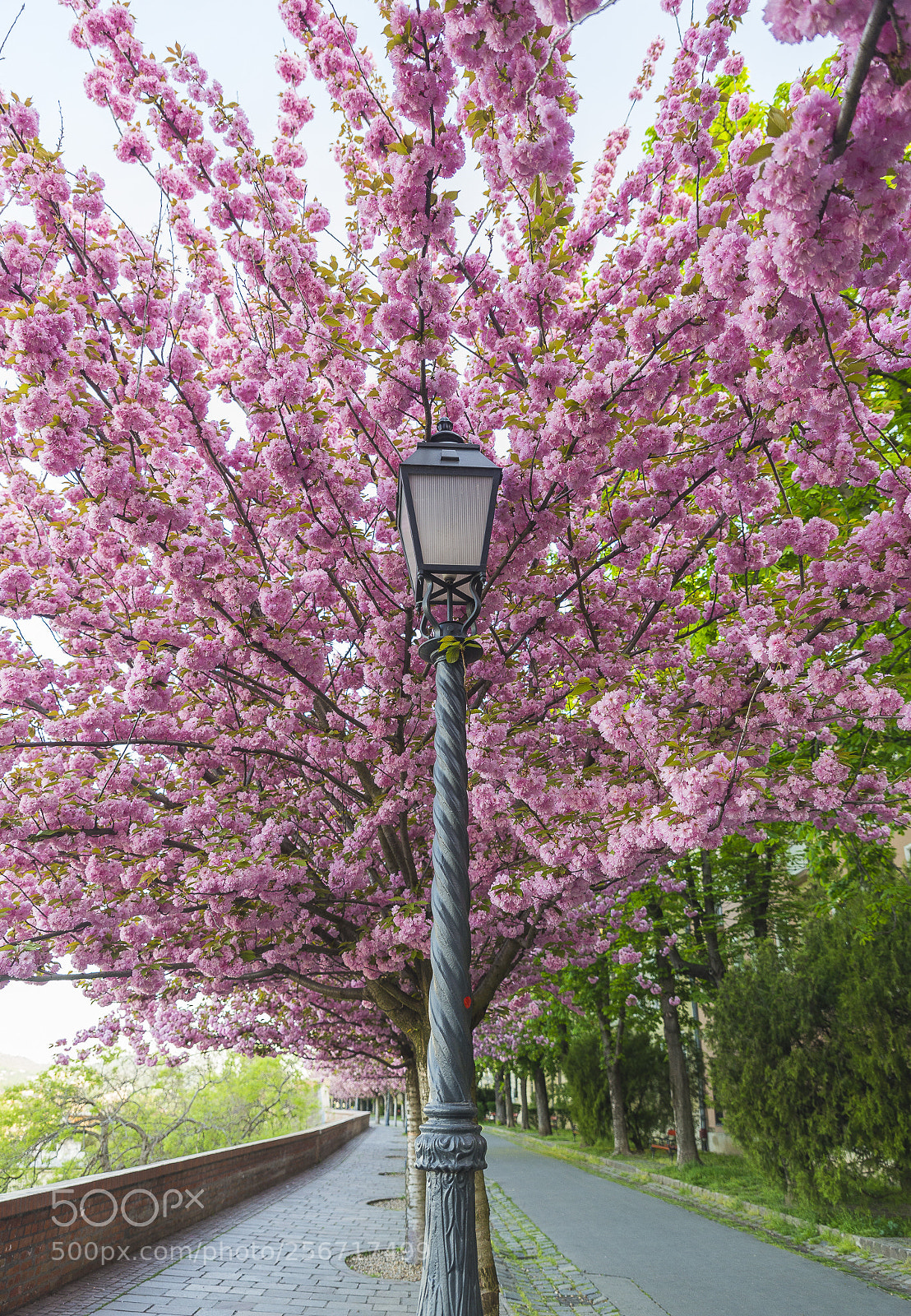 Nikon D610 sample photo. Spring morning photography
