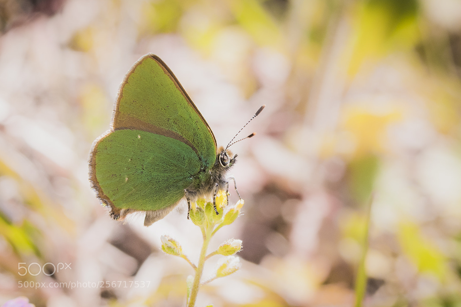 Nikon D500 sample photo. Callophrys rubi photography