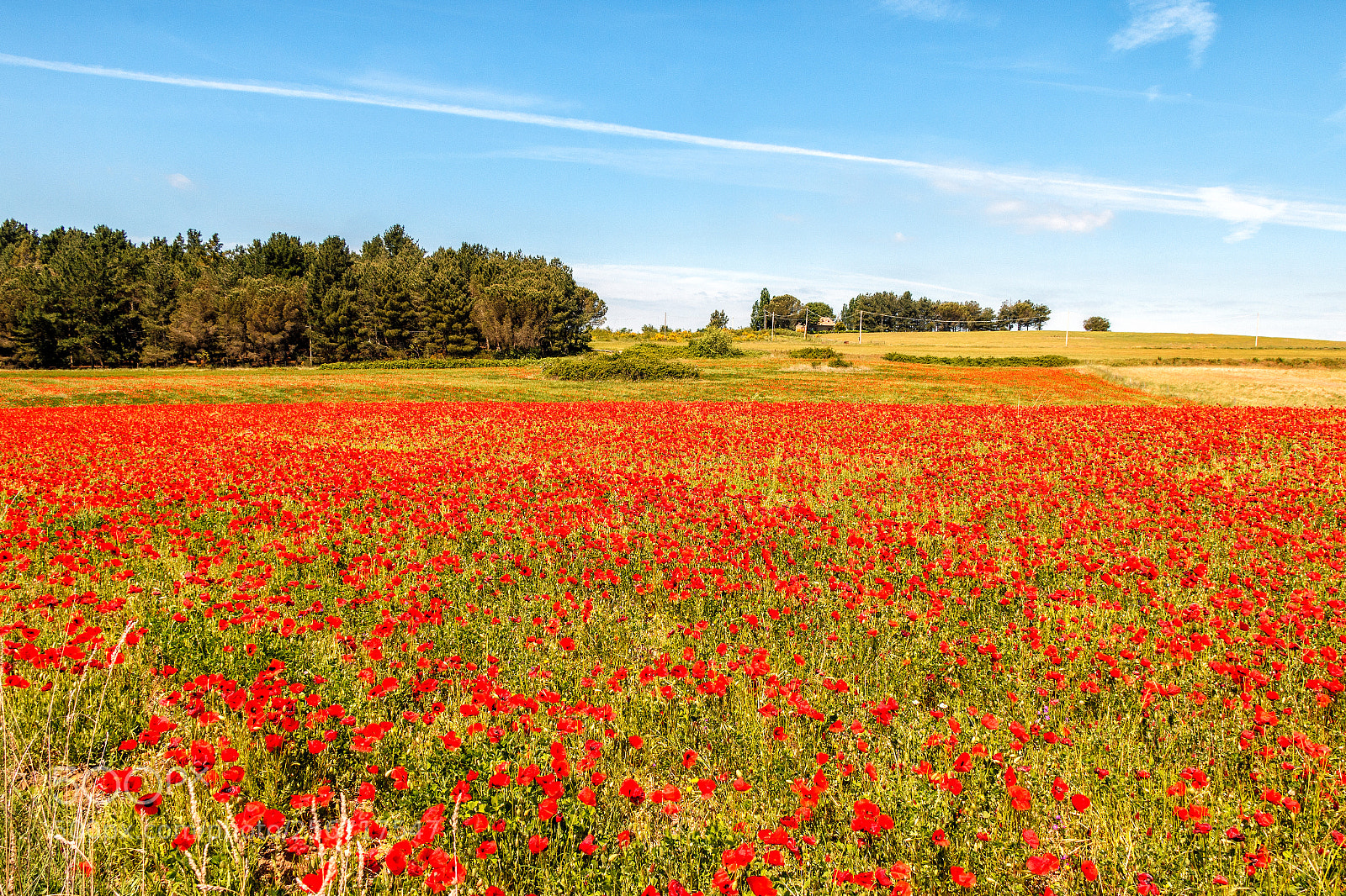 Canon EOS 70D sample photo. Field of poppies photography