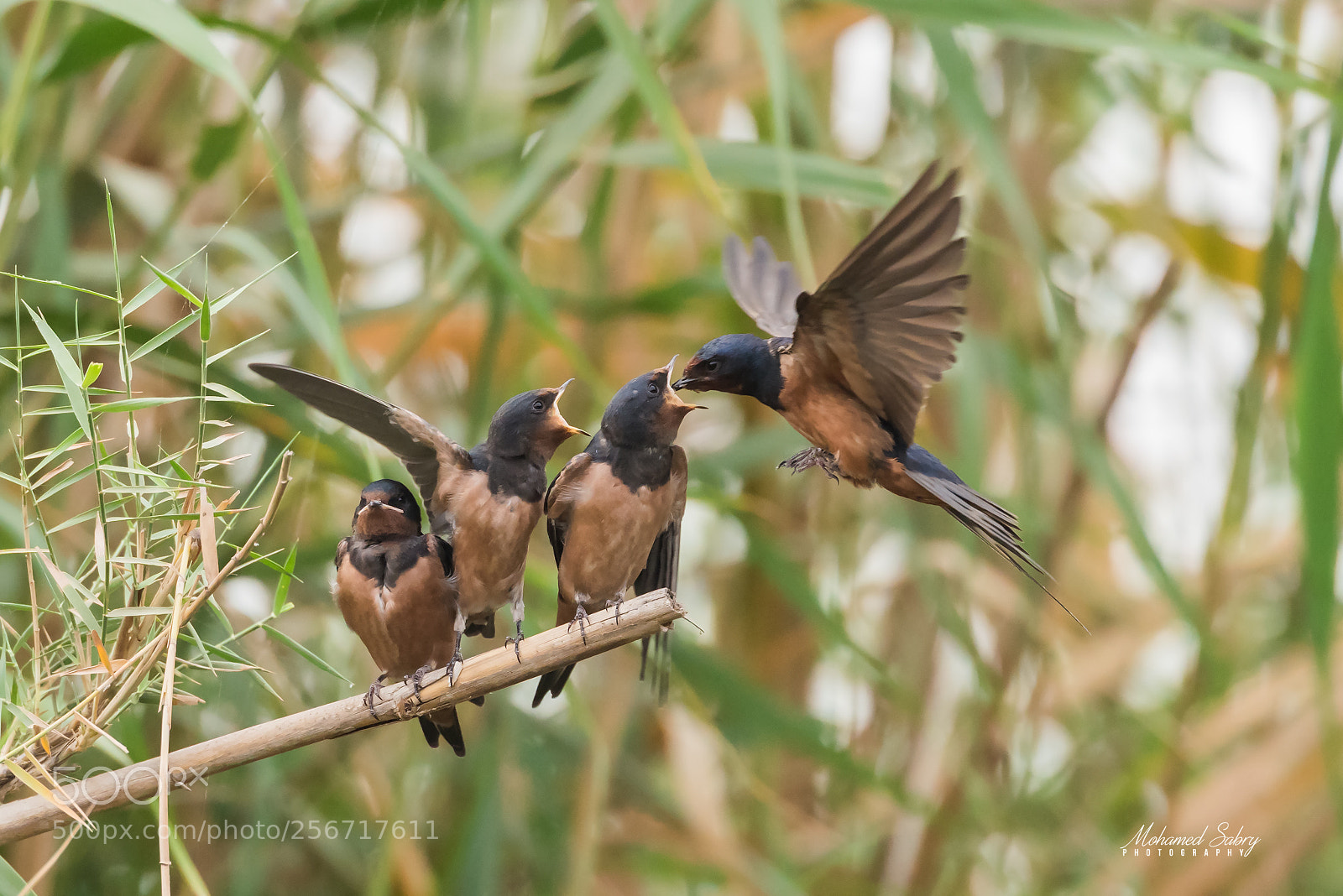Nikon D810 sample photo. A mother feeds its photography