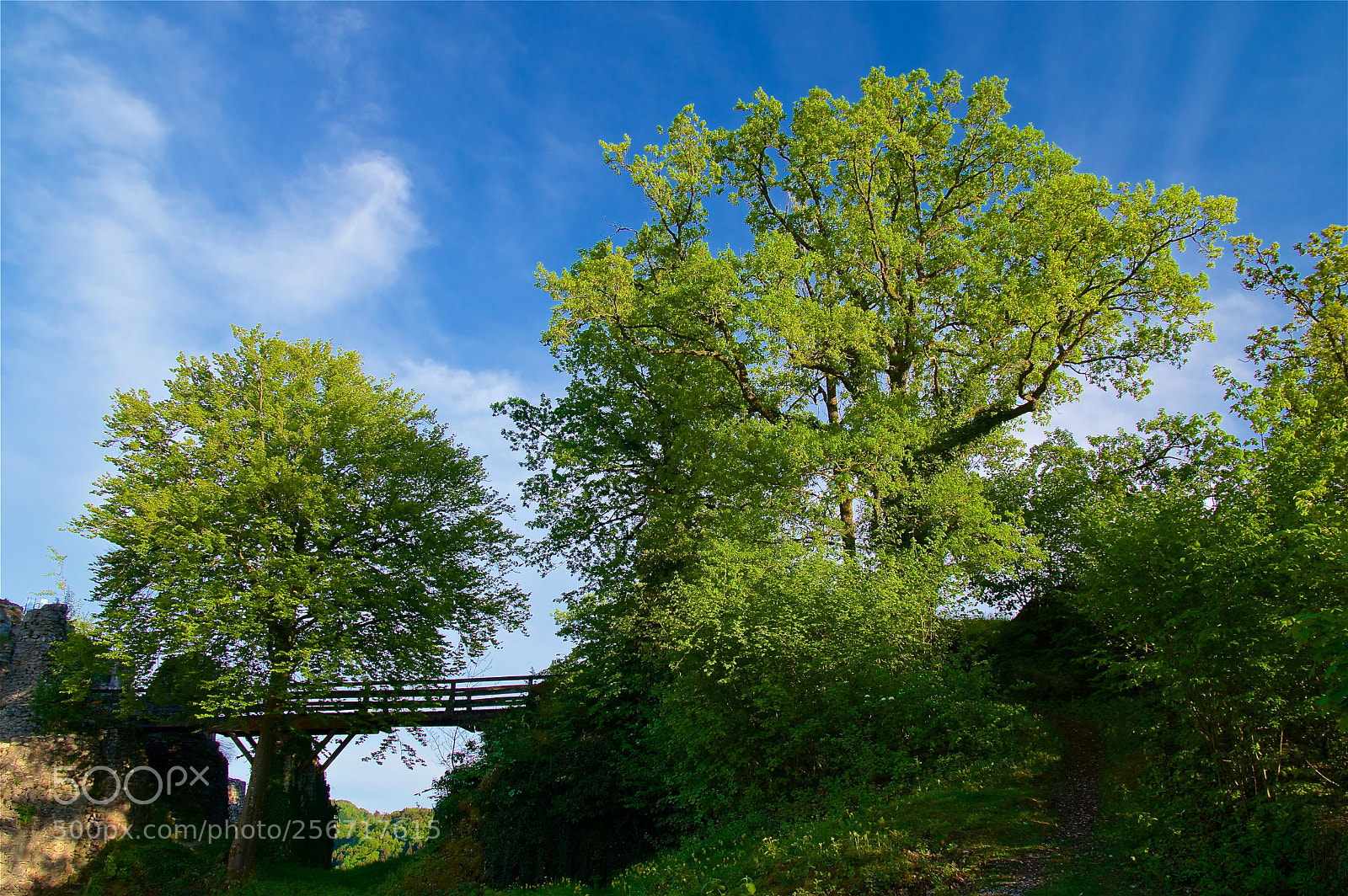 Pentax K-3 II sample photo. The way to the photography