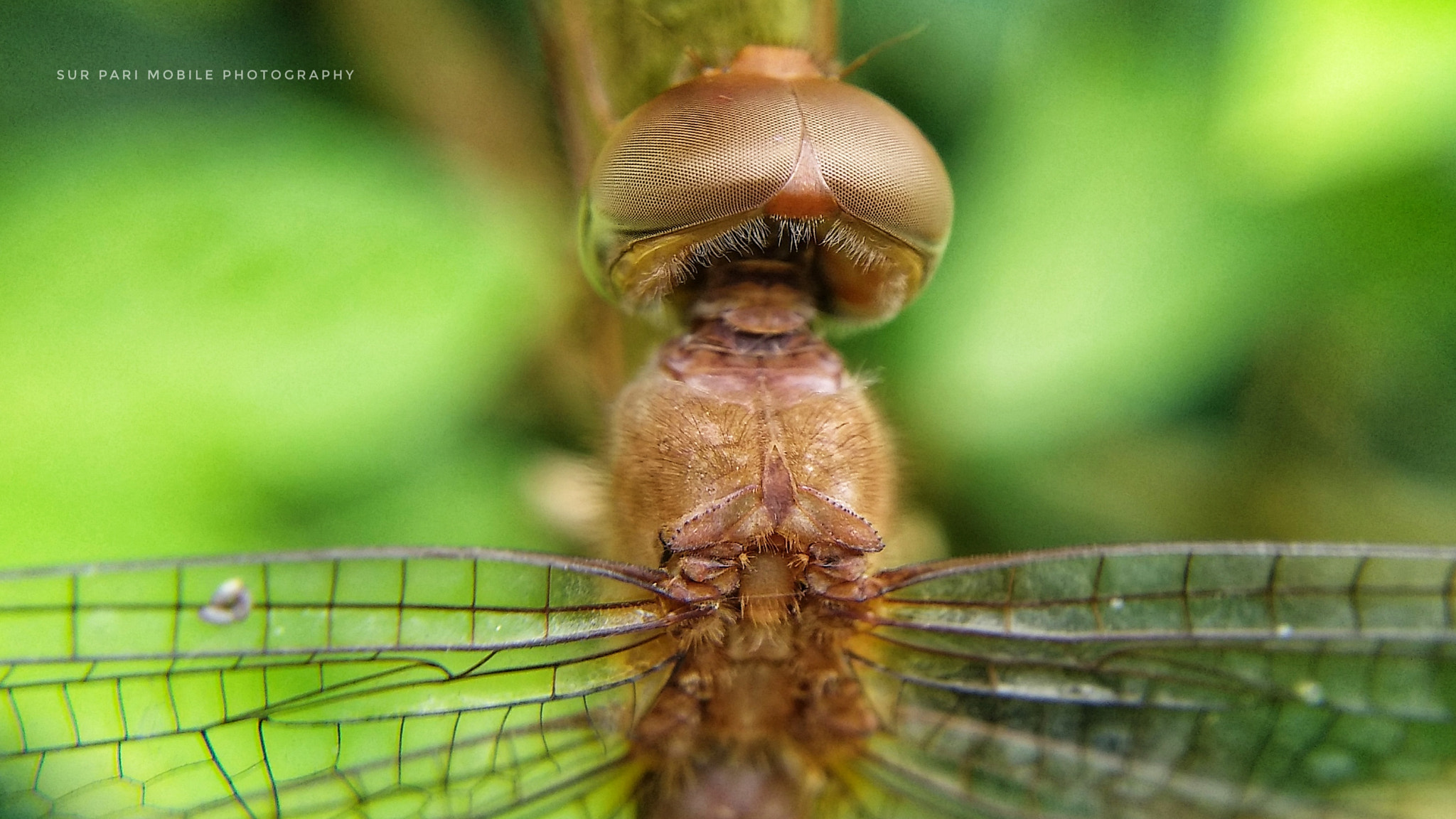 Xiaomi MI MAX 2 sample photo