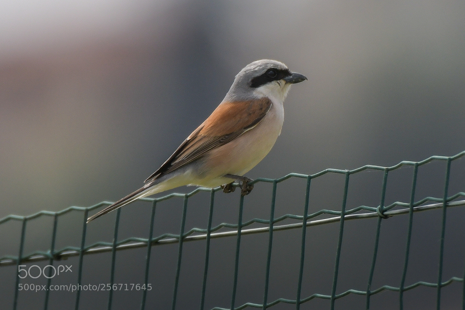 Nikon D500 sample photo. Averla piccola maschio photography