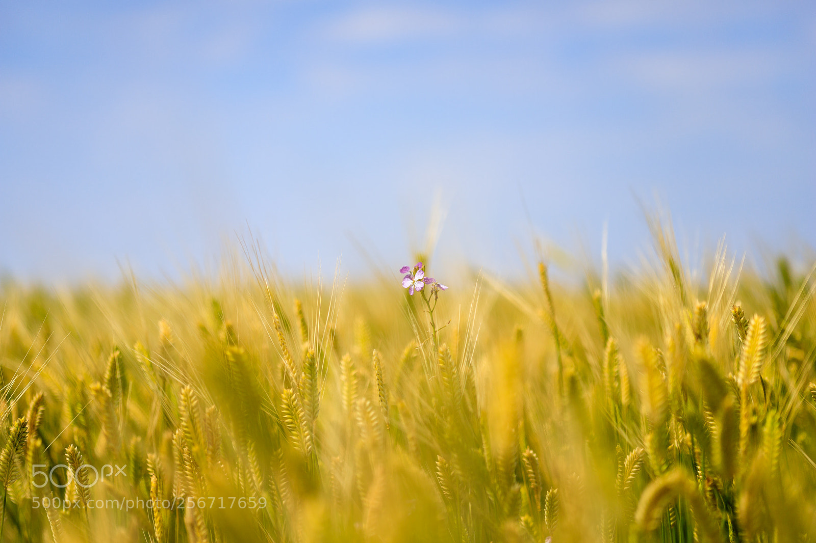 Canon EOS 6D Mark II sample photo. Flower in barley field photography