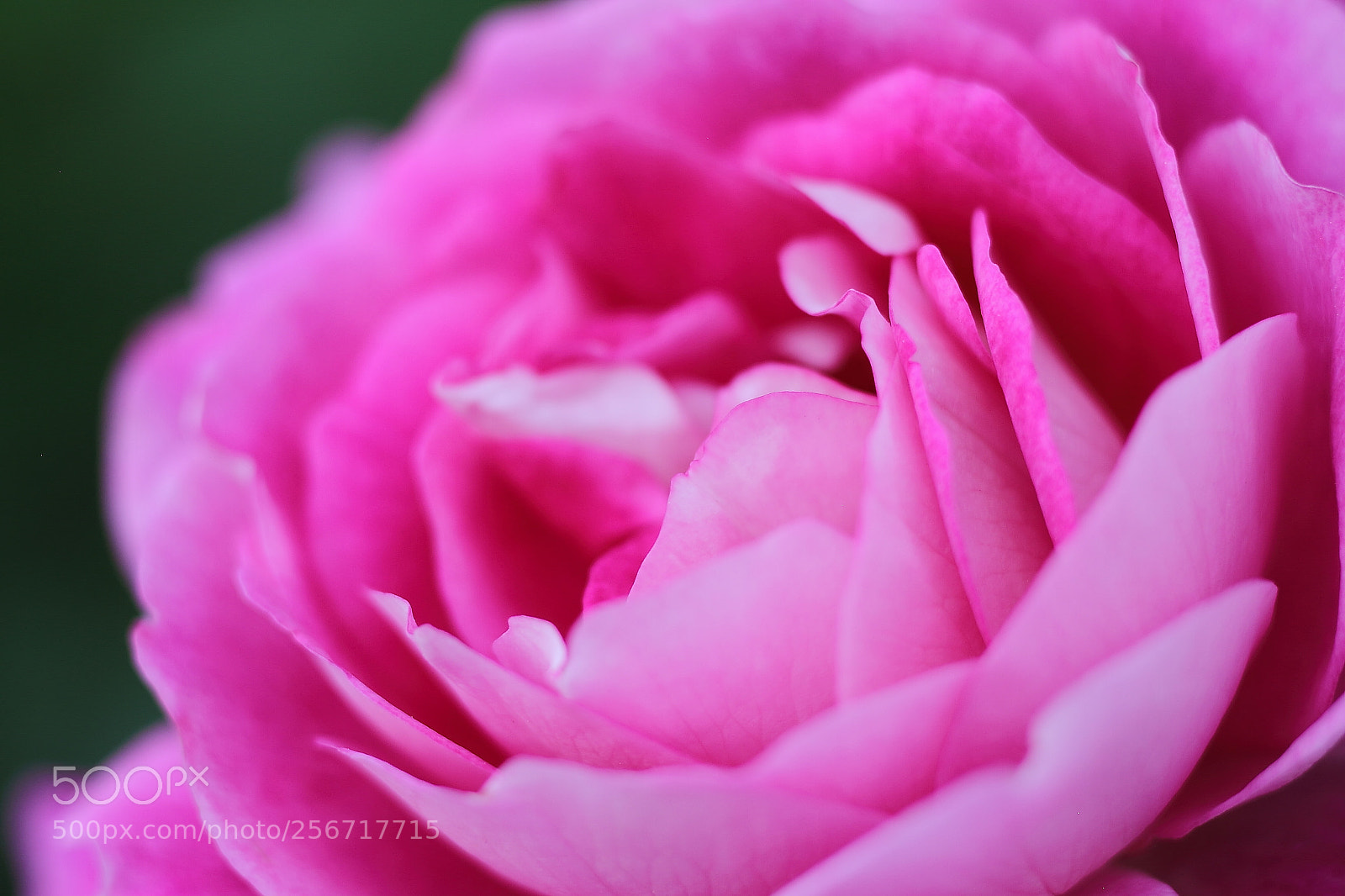 Canon EOS 7D + Canon EF 50mm F1.8 II sample photo. #ff00ff photography