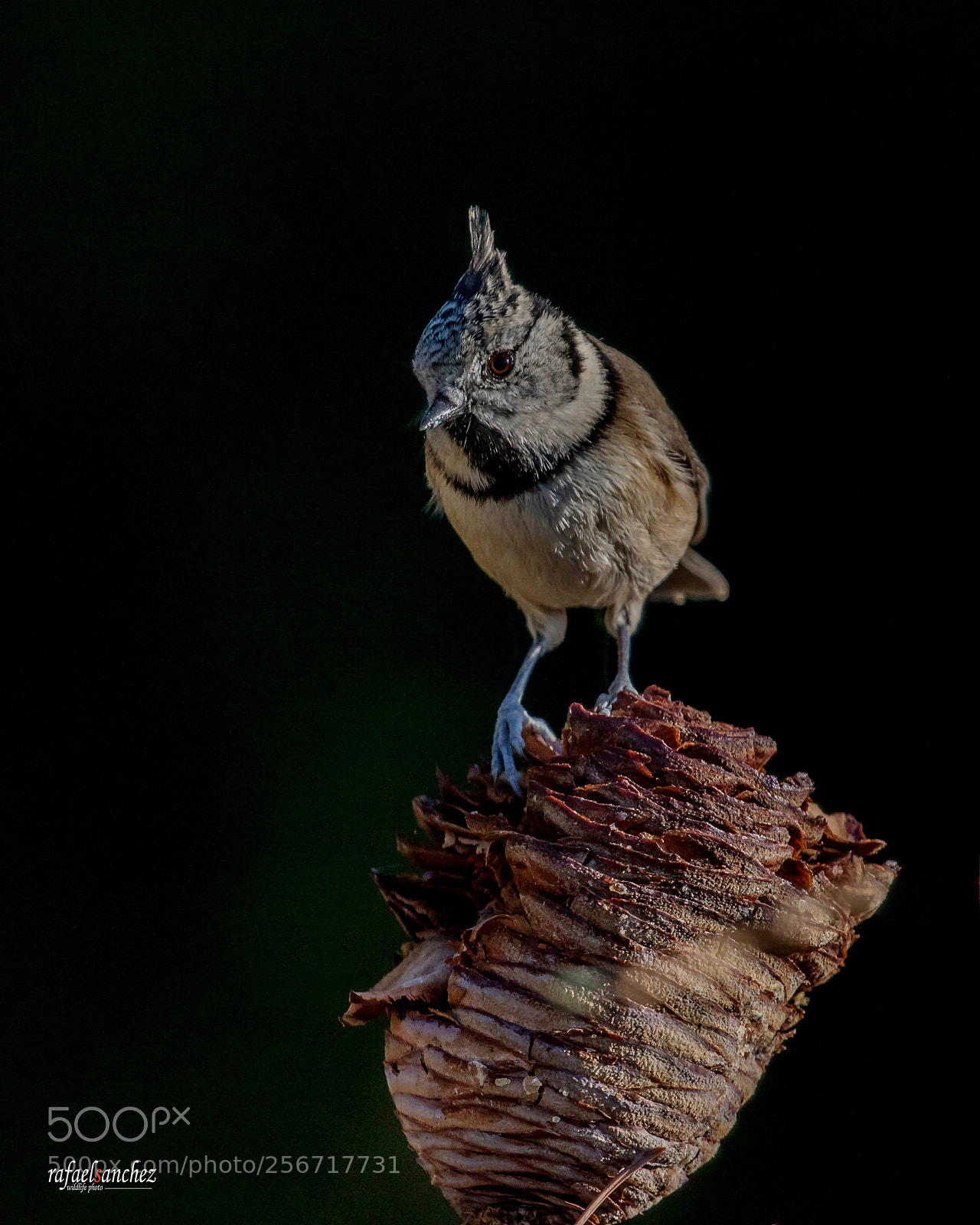 Canon EOS 7D Mark II sample photo. Herrerillo capuchino - european photography