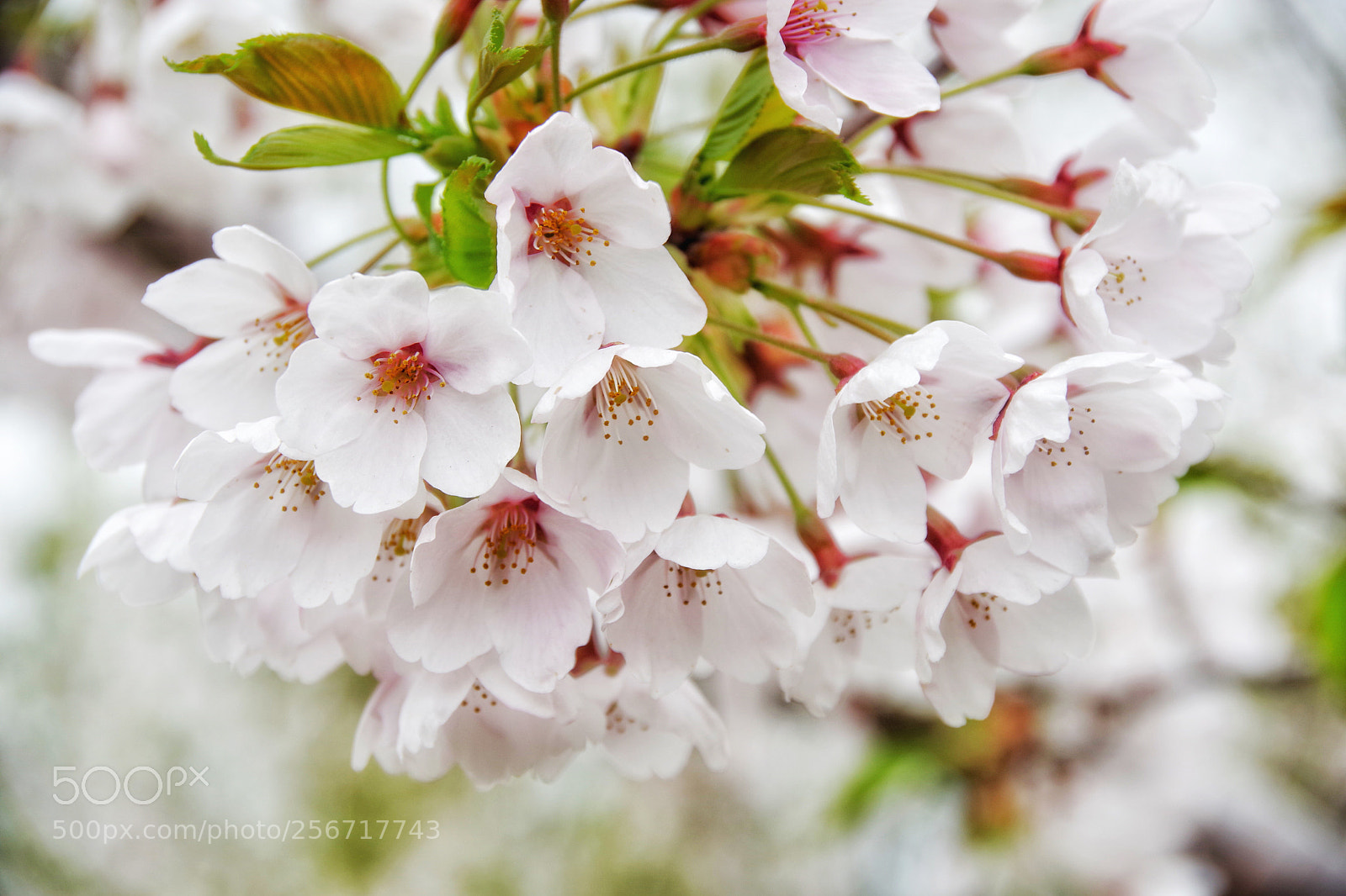Pentax K-70 sample photo. Sakura (cherry blossoms) photography