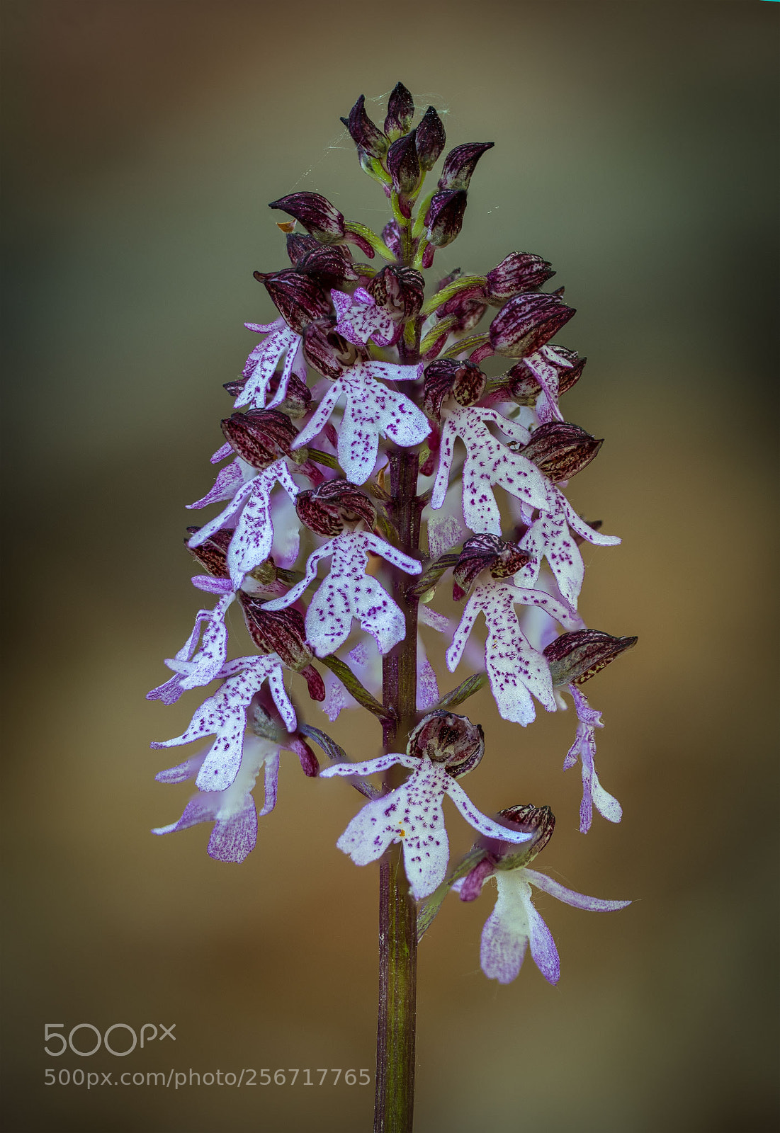 Nikon D500 sample photo. Lady orchid photography
