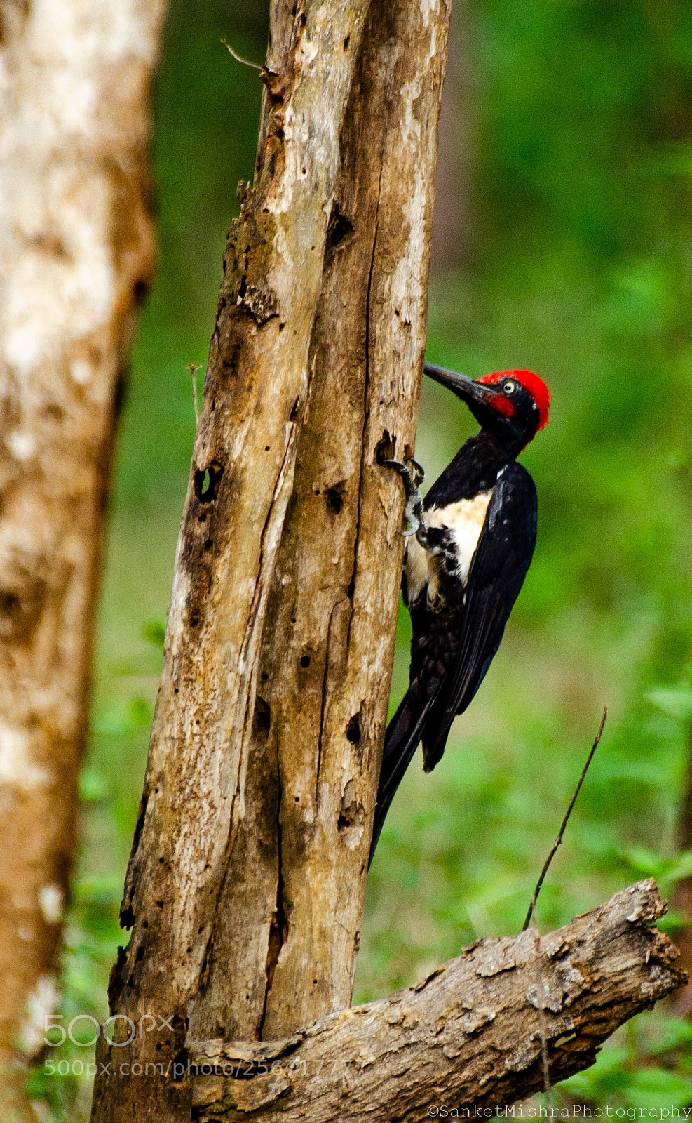 Nikon D5100 sample photo. White-bellied woodpecker photography