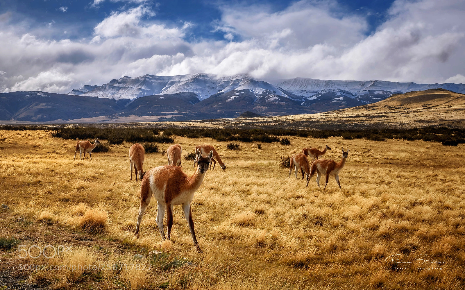 Nikon D750 sample photo. A curious guanaco.. photography