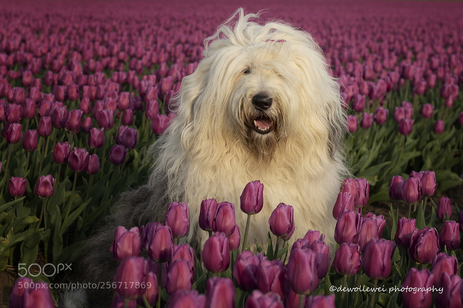 Canon EOS 7D Mark II sample photo. Sarah between purple tulips photography