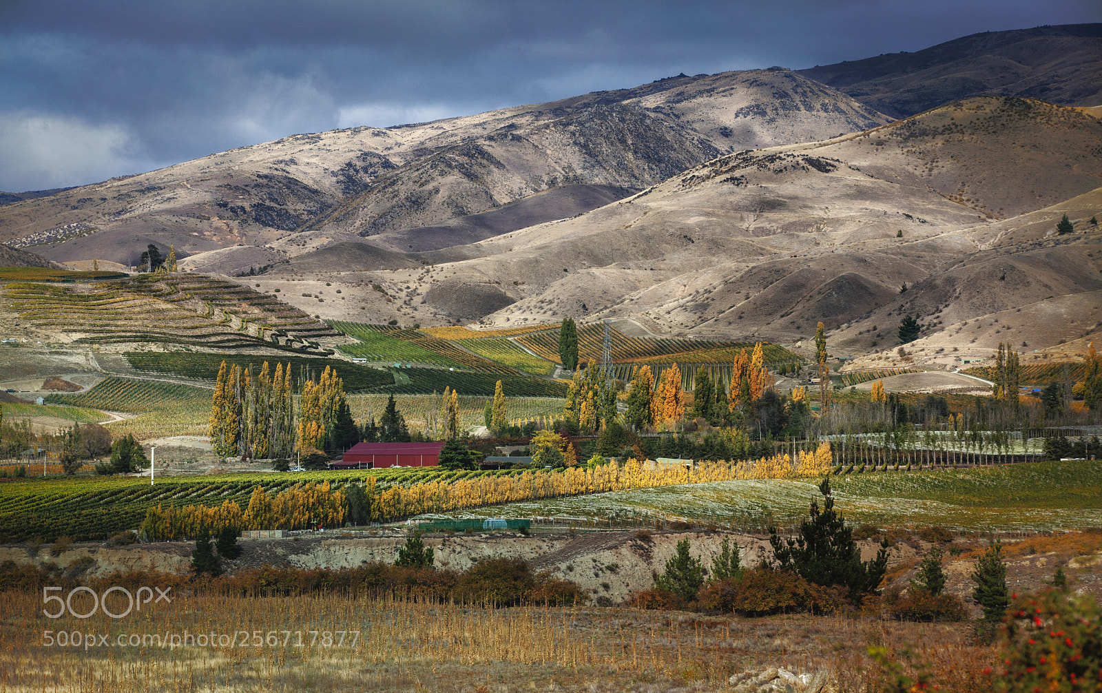 Canon EOS 5D Mark II sample photo. A place for vine photography