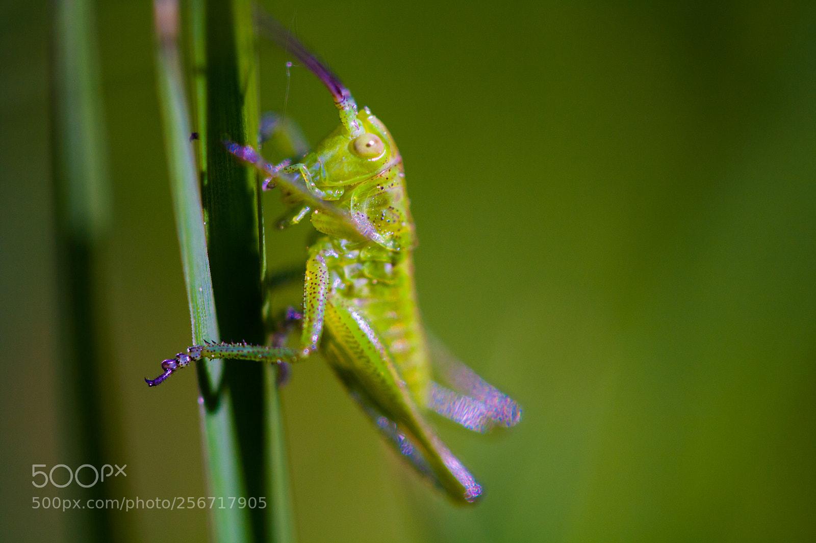Canon EOS 1000D (EOS Digital Rebel XS / EOS Kiss F) sample photo. Grasshopper photography