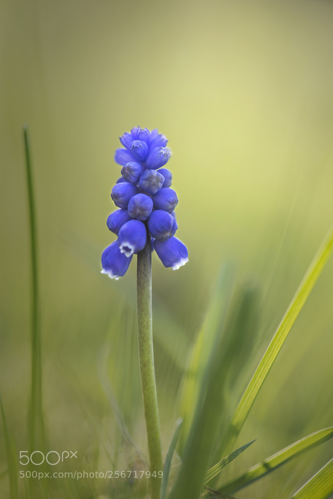 Nikon D600 sample photo. Spring in the garden photography