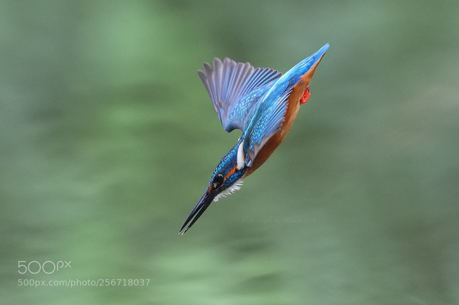 Canon EOS-1D X Mark II sample photo. Alcedo atthis photography