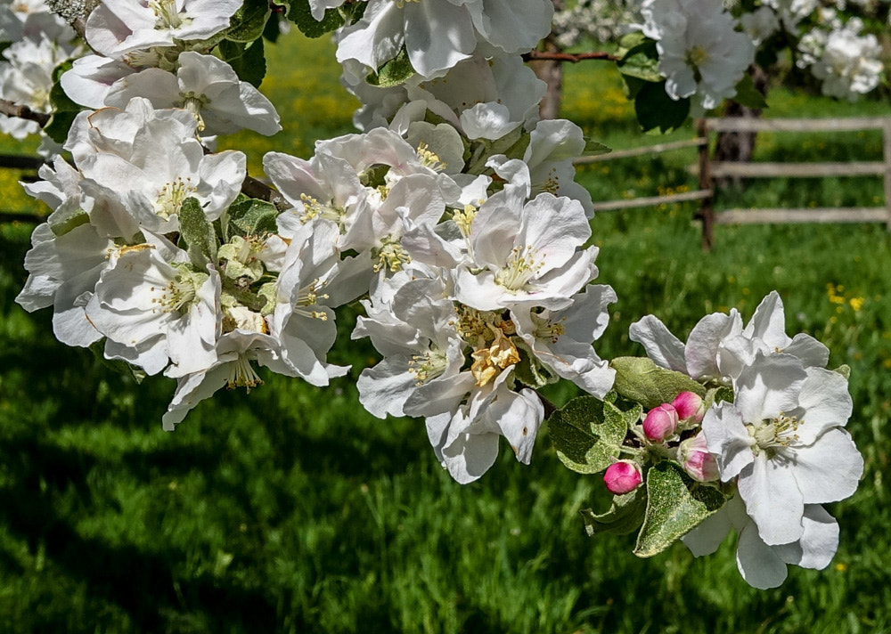 Sony DSC-RX0 sample photo. Kirschblüte photography
