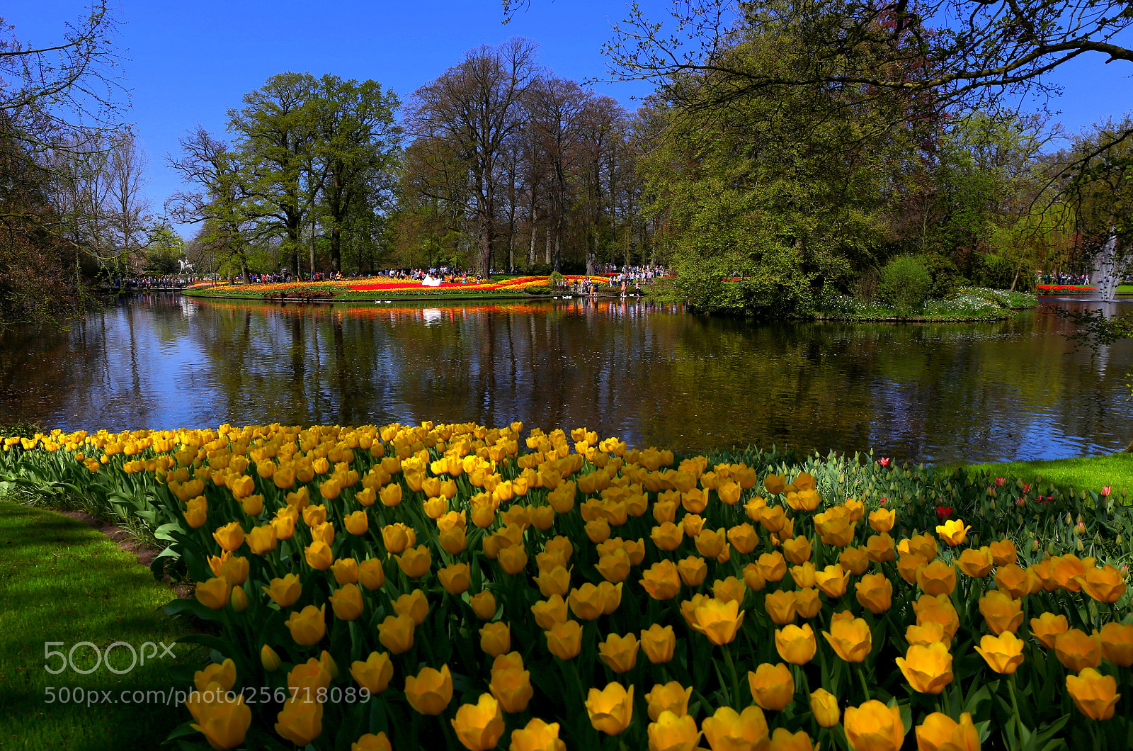 Canon EF 24-70mm F4L IS USM sample photo. Keukenhof photography