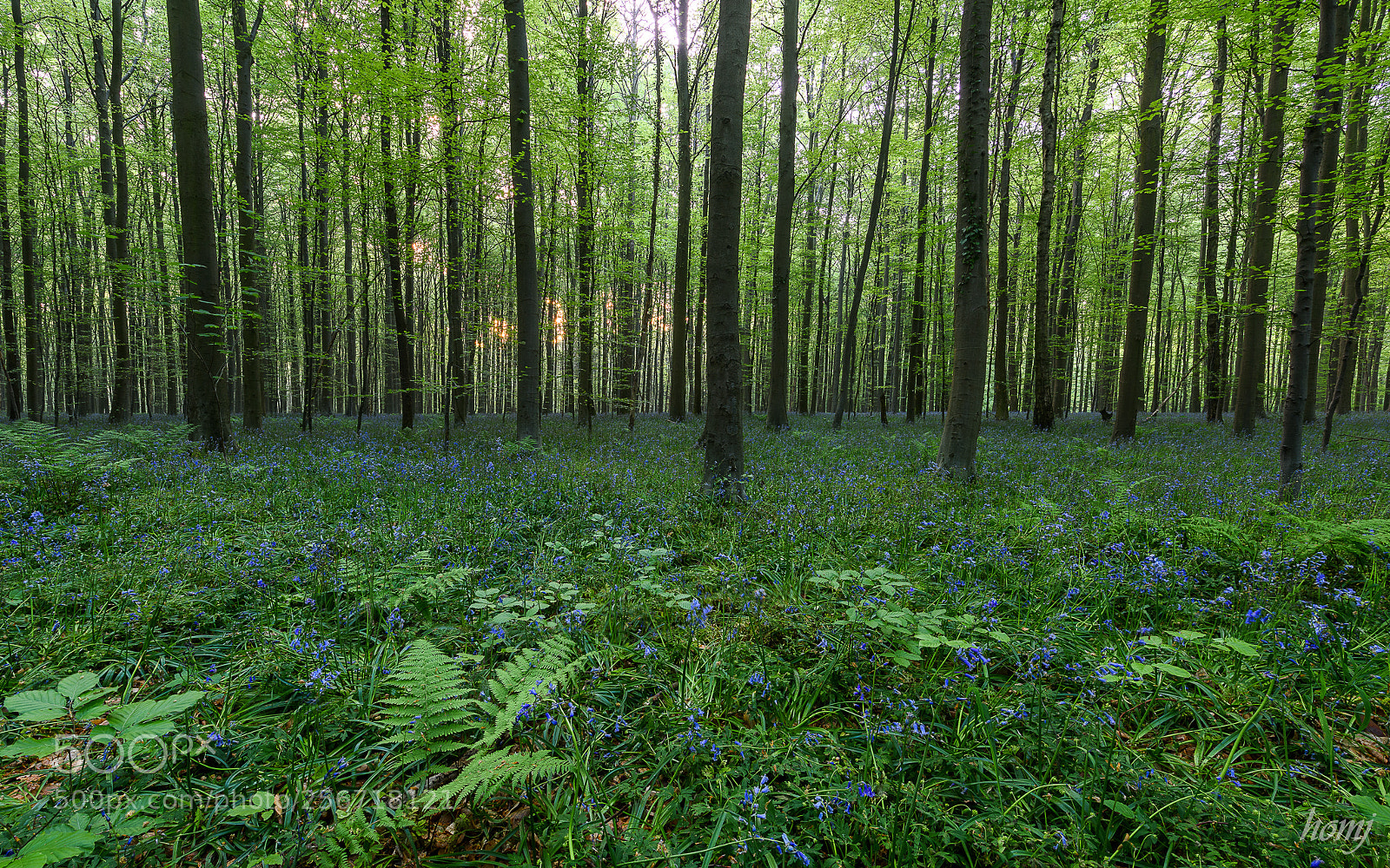 Nikon D810 sample photo. "the blue forest" photography