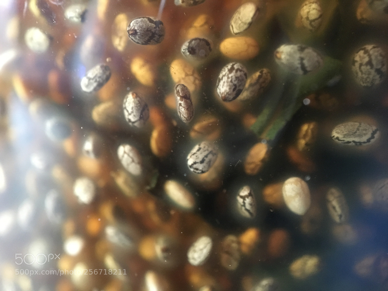 Apple iPhone 6s sample photo. Img photography