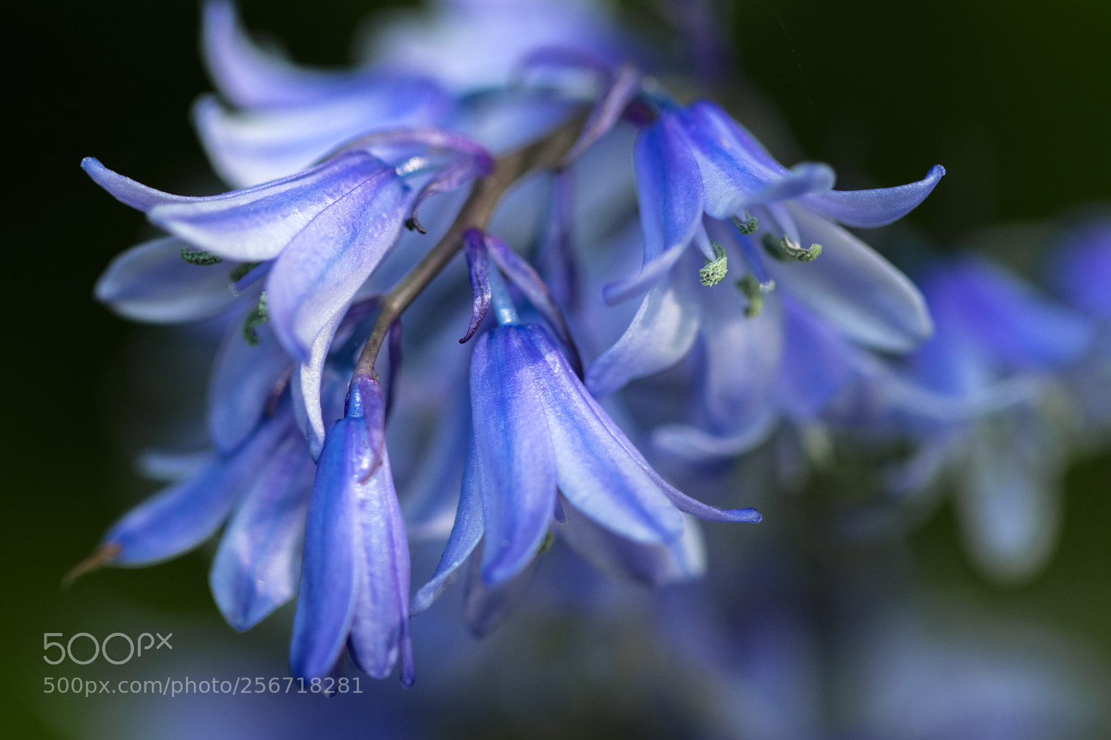 Canon EOS 80D sample photo. Bluebells. photography