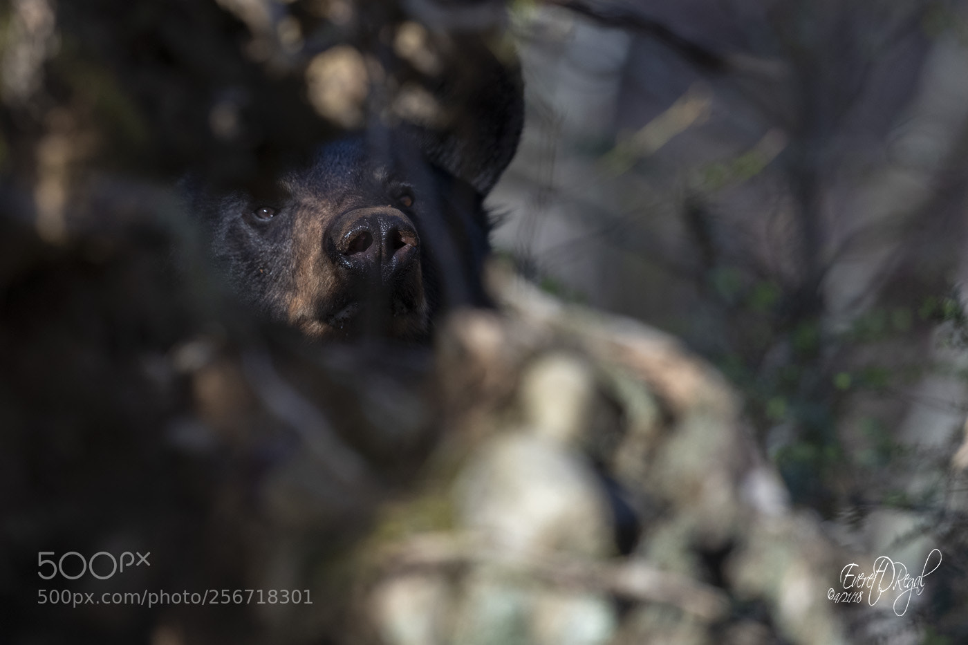 Canon EOS-1D X Mark II sample photo. Sniffing out danger photography