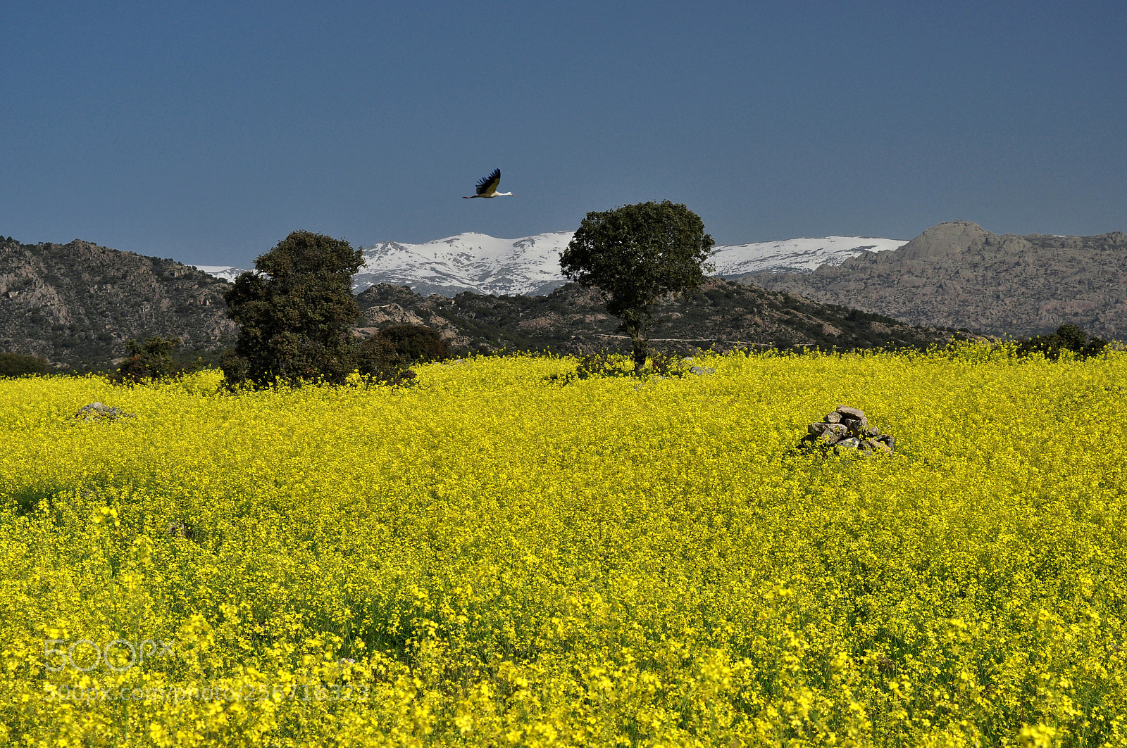 Nikon D5000 sample photo. Vuelo rasante photography