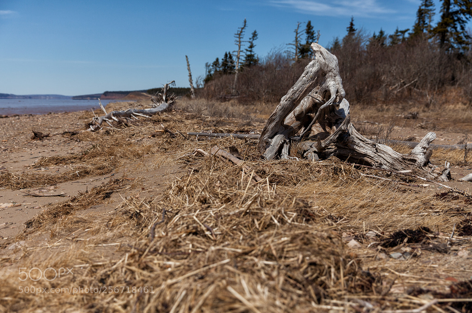 Canon EOS 5D Mark II sample photo. Johnson creek driftwood photography