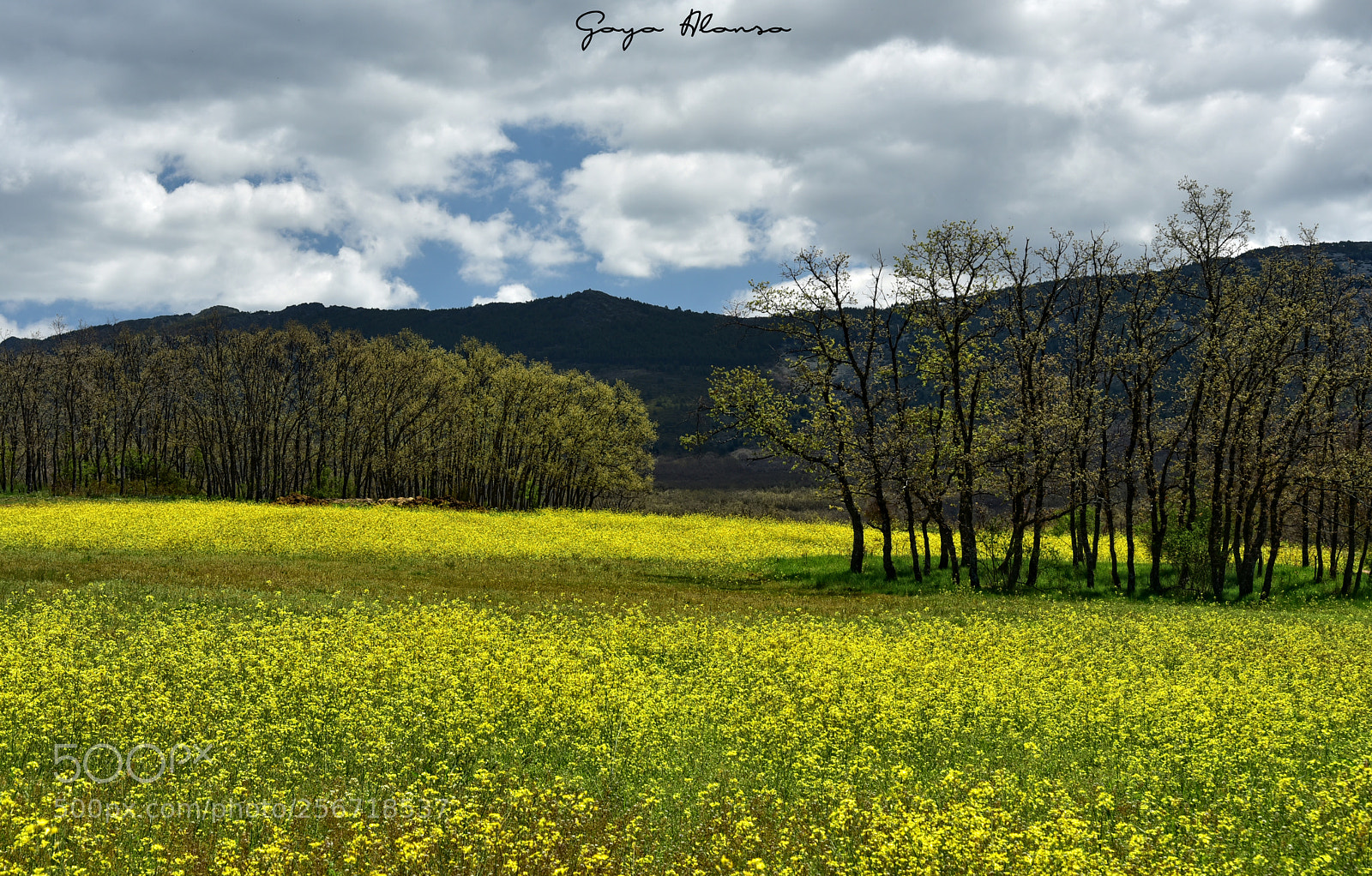 Nikon D750 sample photo. Campos floridos photography