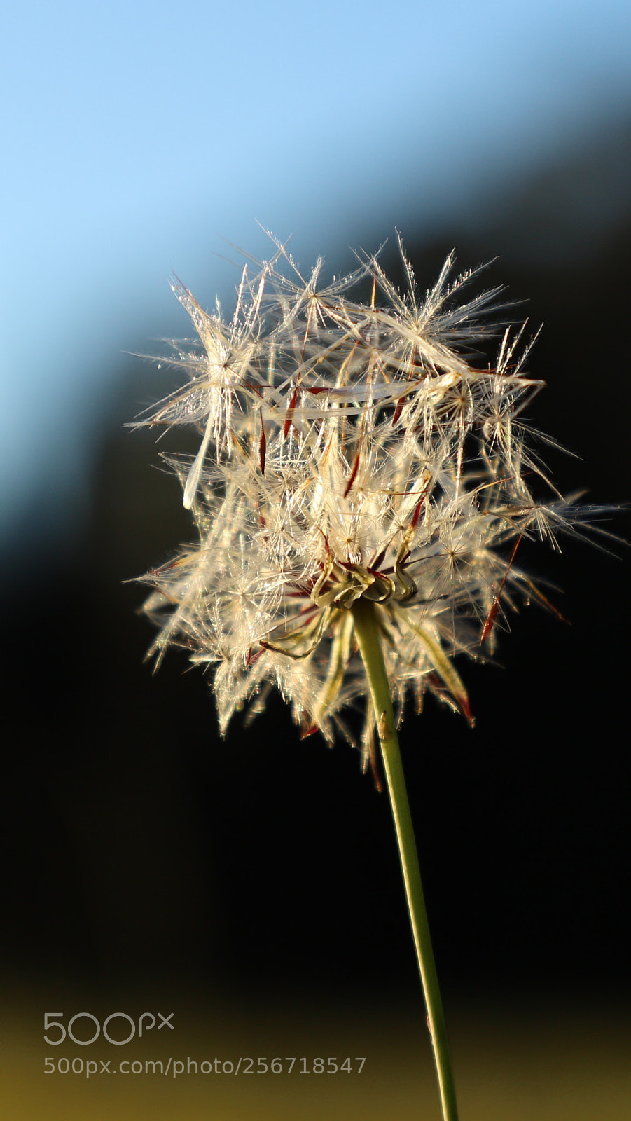 Canon EOS 6D Mark II sample photo. Untitled photography