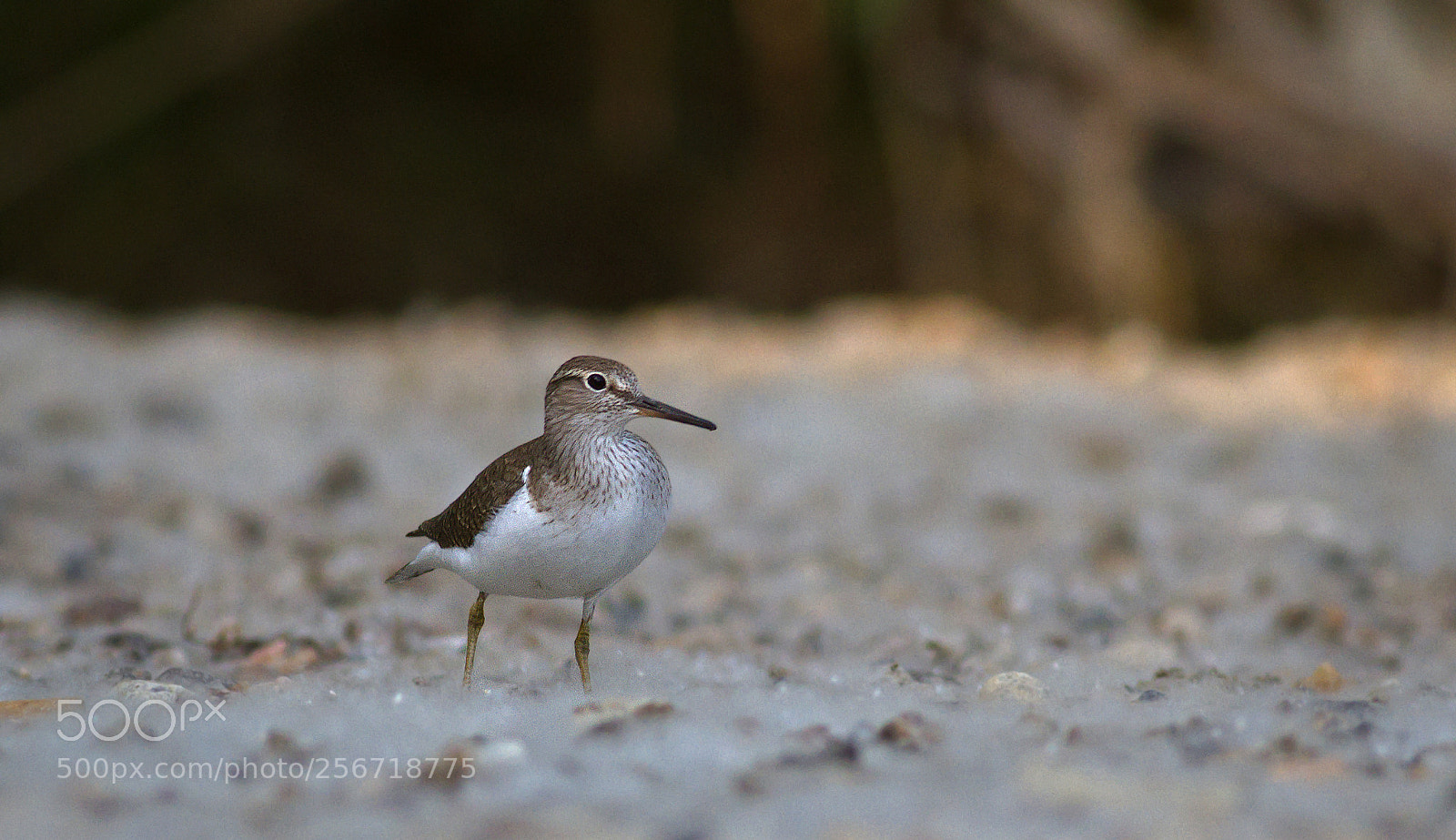 Canon EOS 7D sample photo. Actitis hypoleucos photography