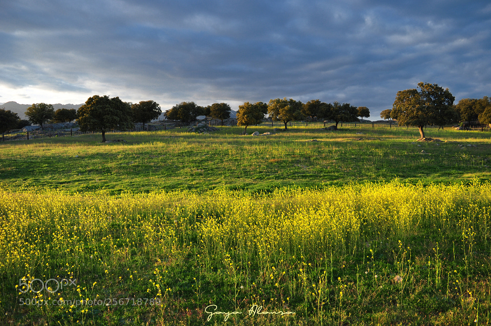 Nikon D5000 sample photo. Campos en flor photography