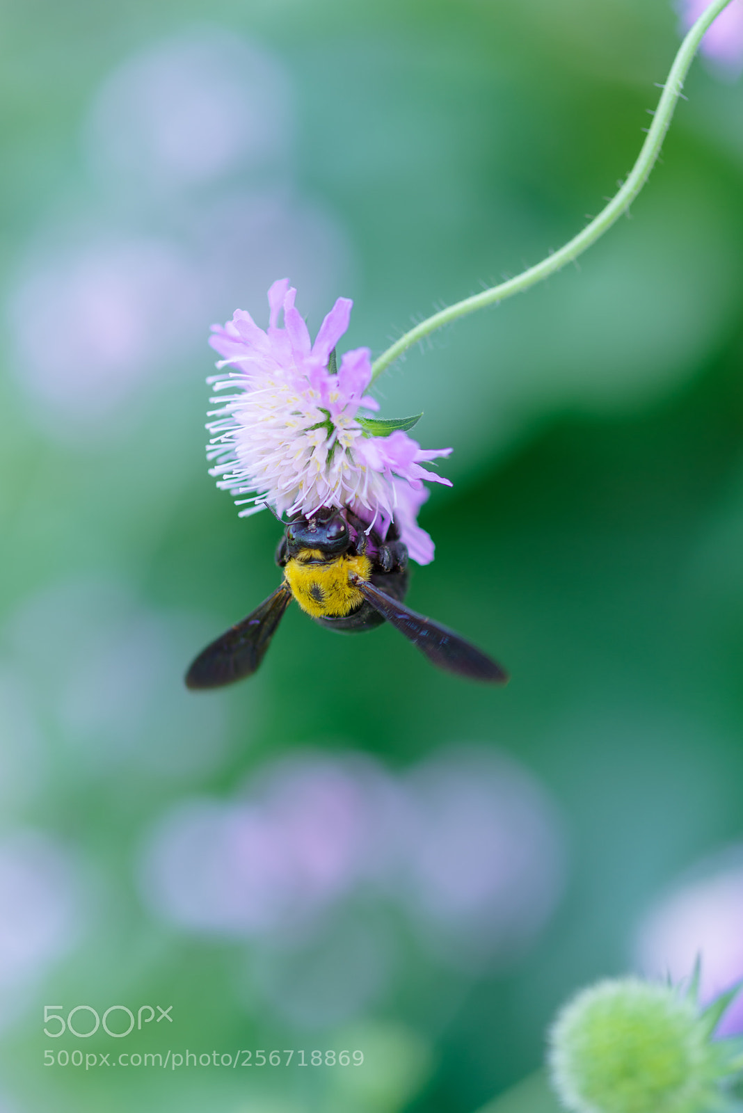 Pentax K-1 sample photo. Xylocopa photography