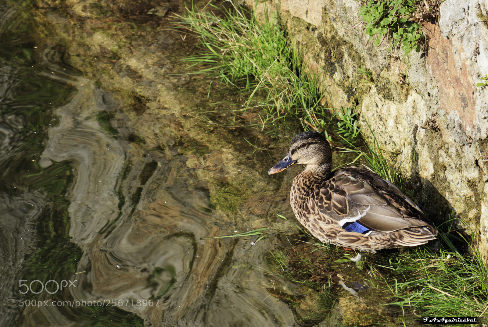 Canon EOS 77D (EOS 9000D / EOS 770D) sample photo. Firmado photography