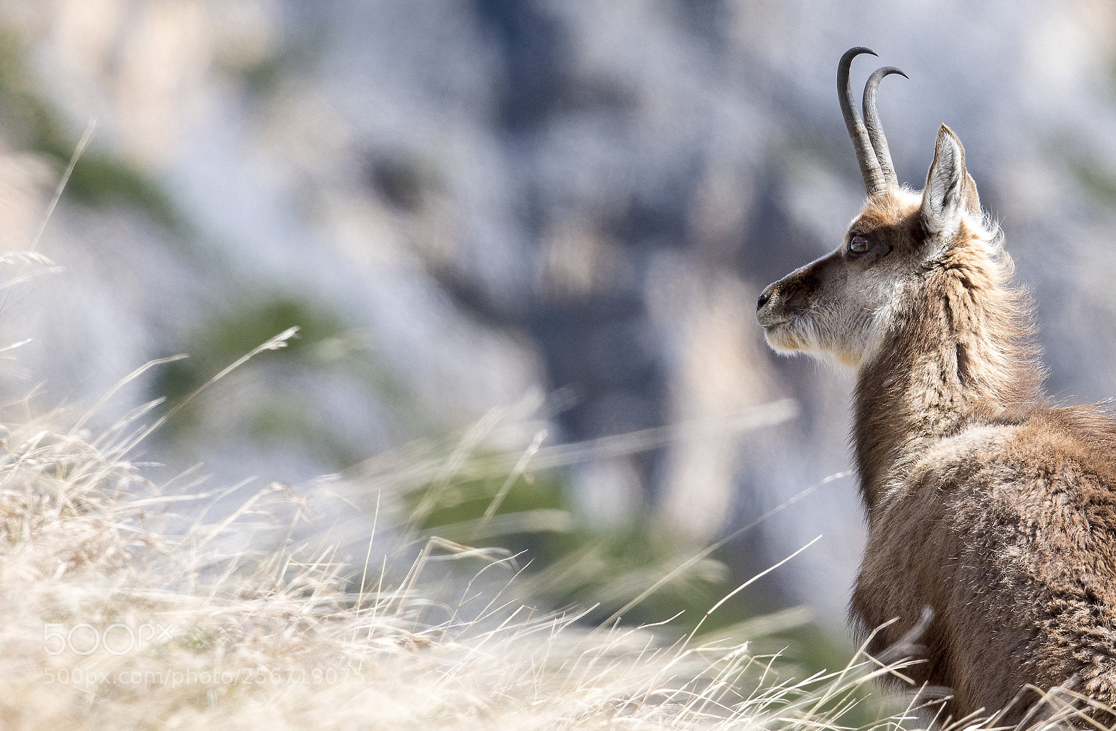Nikon D850 sample photo. Alpine chamois in may. photography
