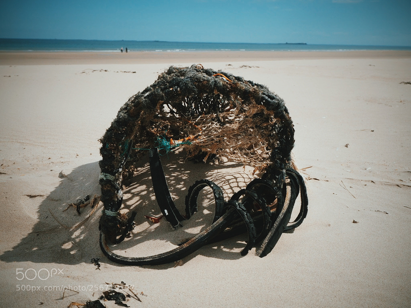 Olympus OM-D E-M10 II sample photo. Lobster pot. photography