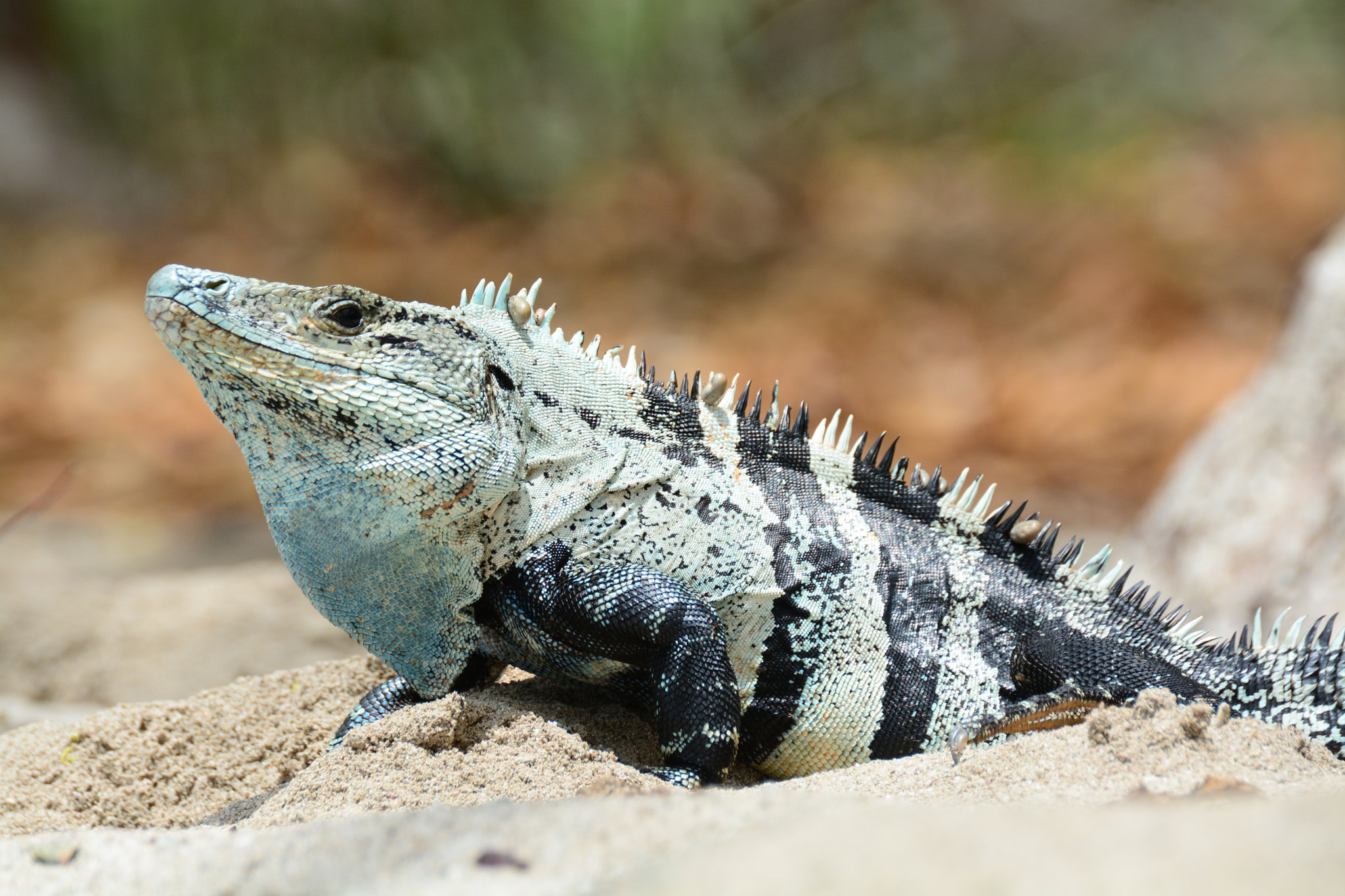 Nikon D5200 sample photo. Wild black iguana playa cabo blanco photography
