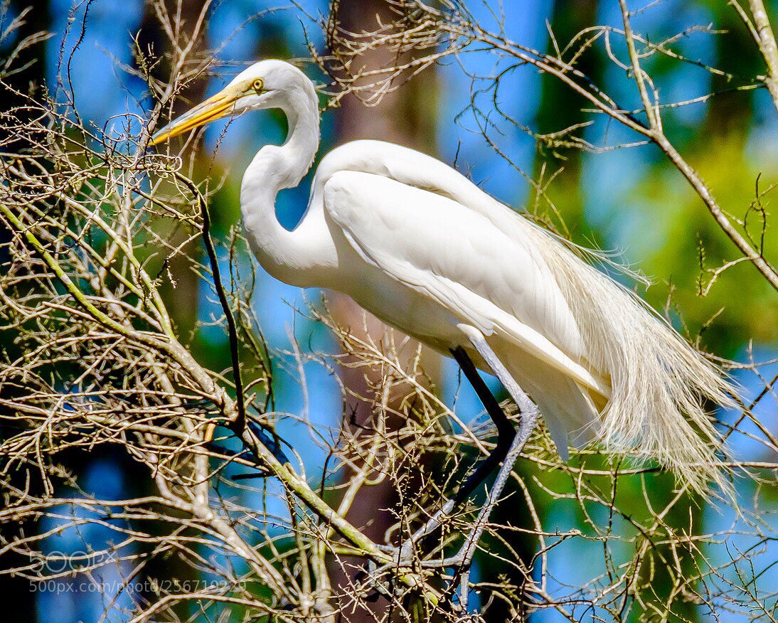 Fujifilm X-T2 sample photo. “great white egret” photography