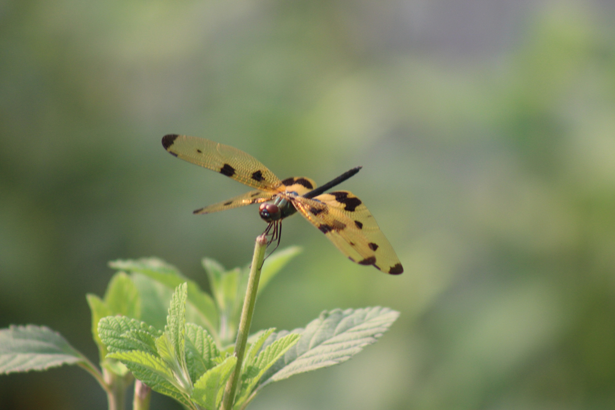 Canon EF 75-300mm f/4-5.6 sample photo. Img photography