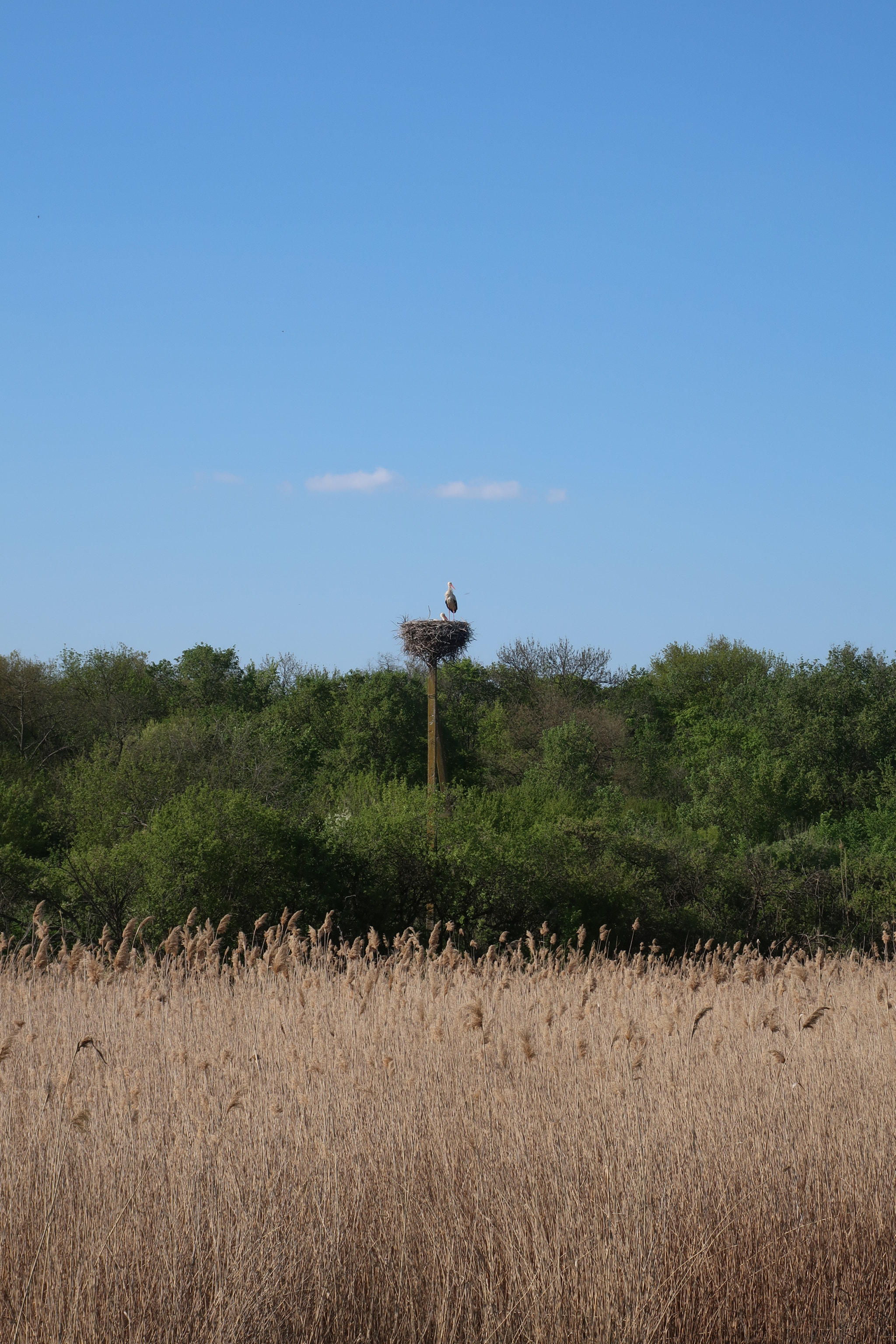 Canon PowerShot G9 X Mark II sample photo. Stork in nest photography
