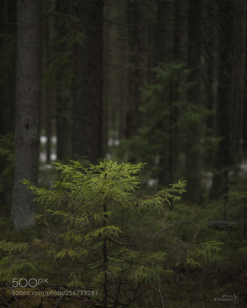 Nikon D800 sample photo. 60°n photography