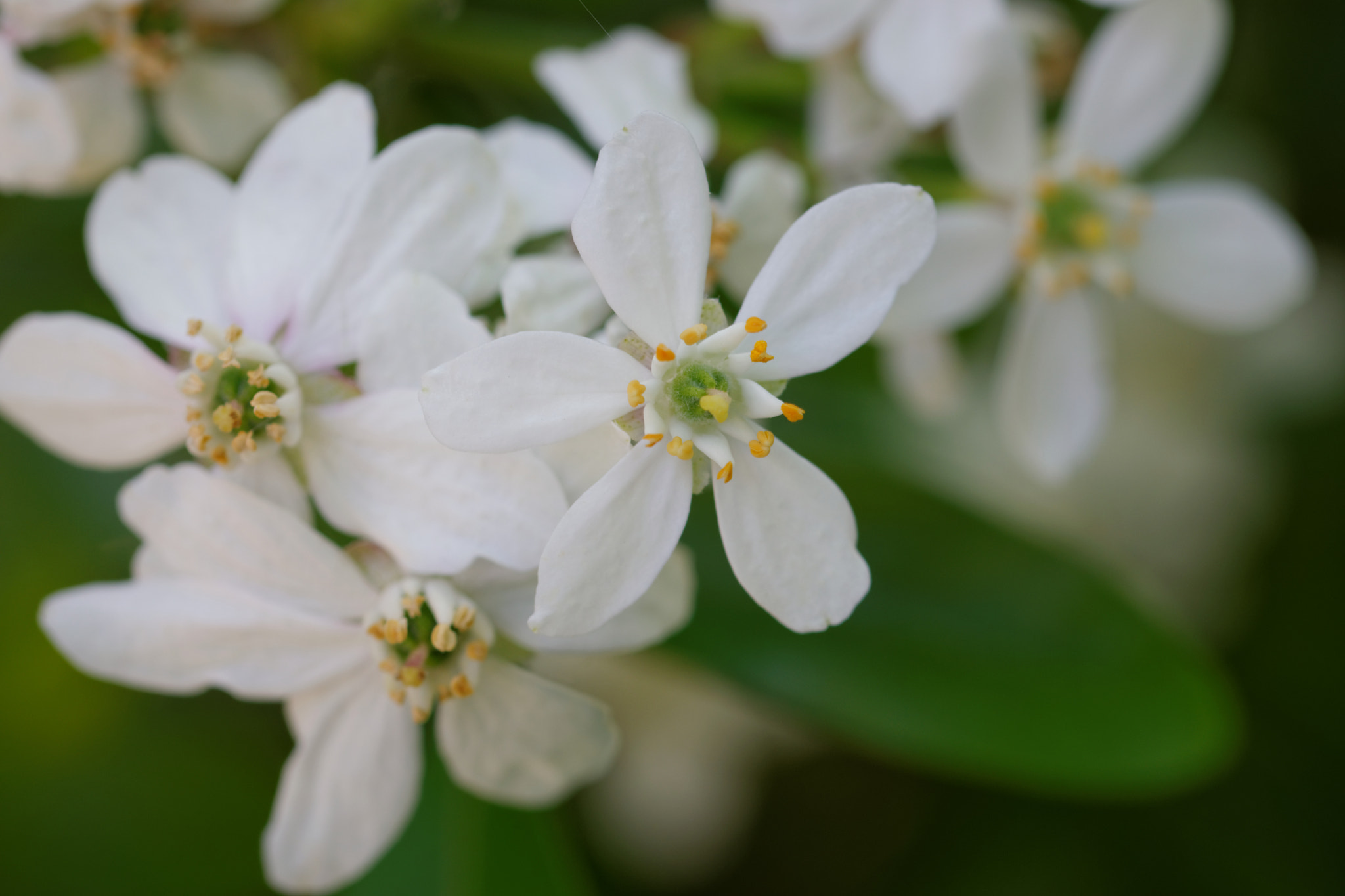 Nikon D3300 + Sigma 105mm F2.8 EX DG OS HSM sample photo. Flower photography